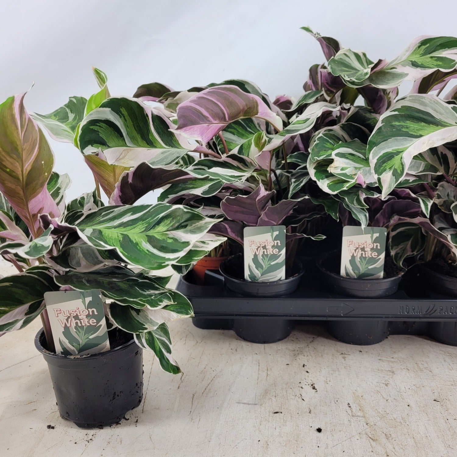Calathea 'White Fusion'