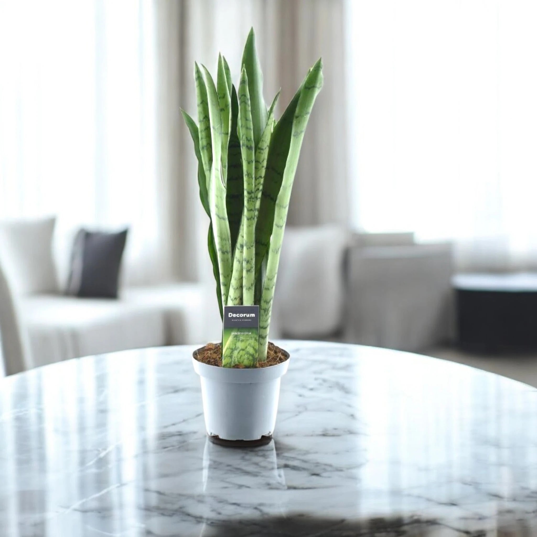 Sansevieria trifasciata 'Spearmint'