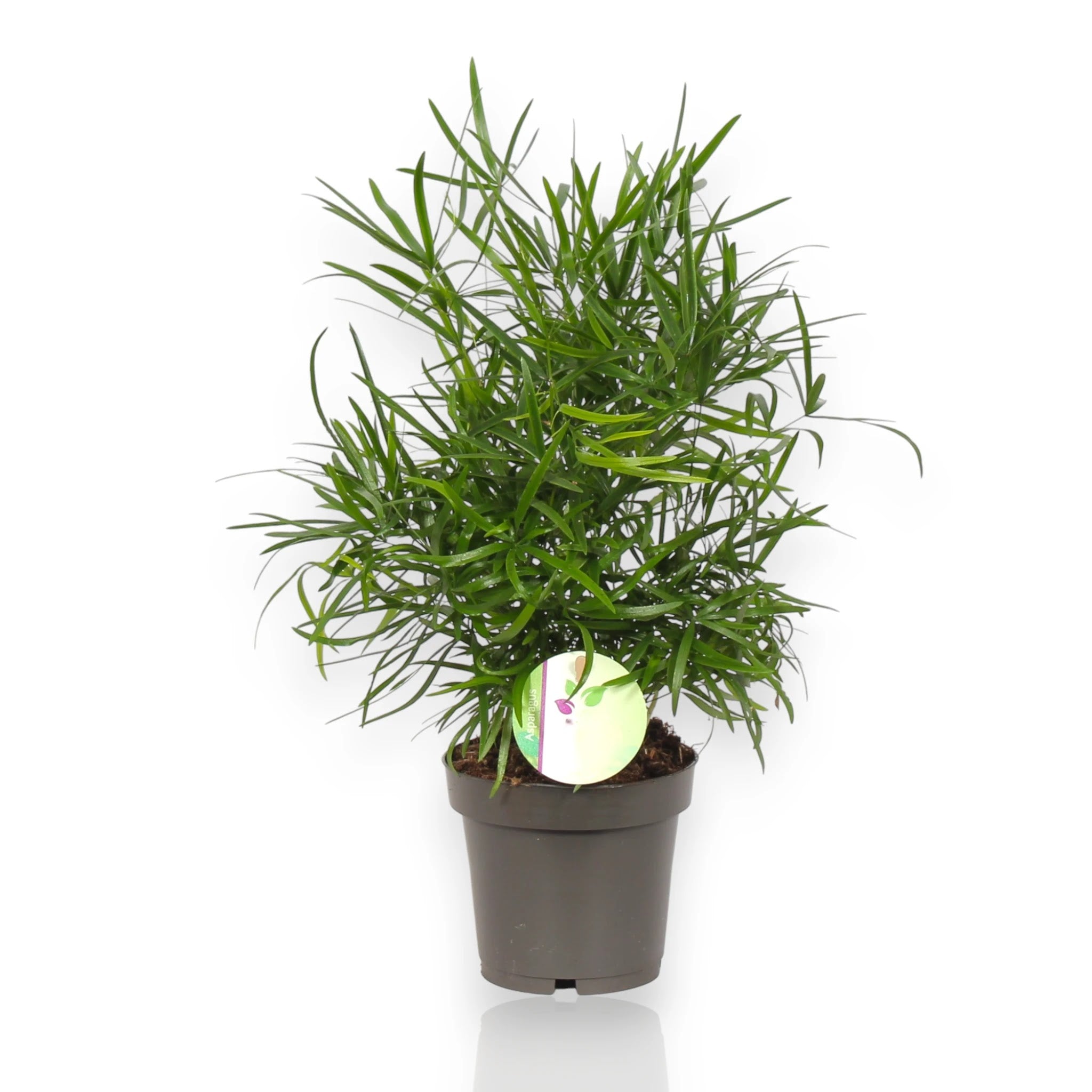 Asparagus falcatus in vaso con lunghe fronde verdi ricadenti a forma di falce in ambiente domestico