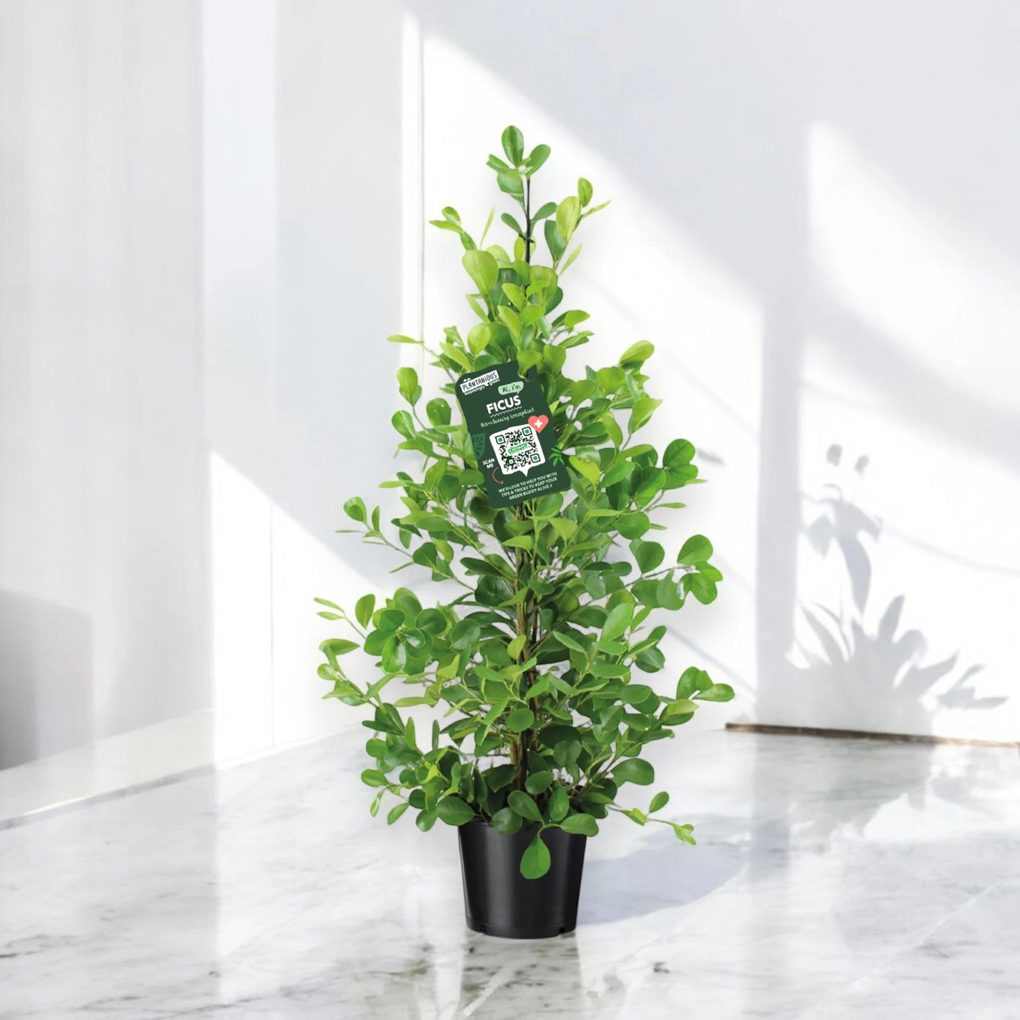 Ficus microcarpa 'Moclame'