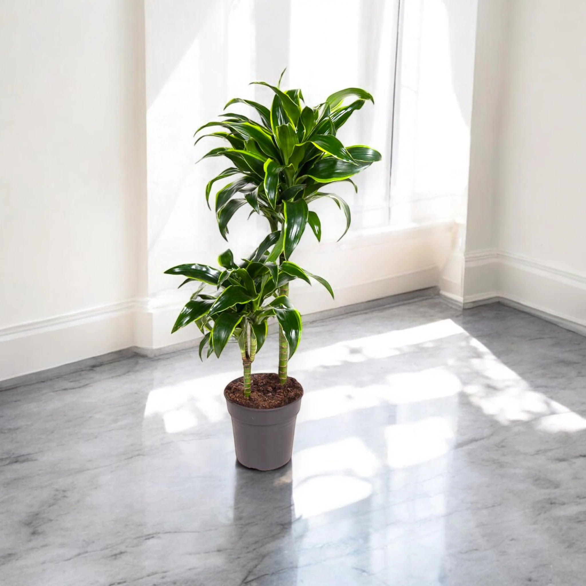 Dracaena fragrans 'Dorado'