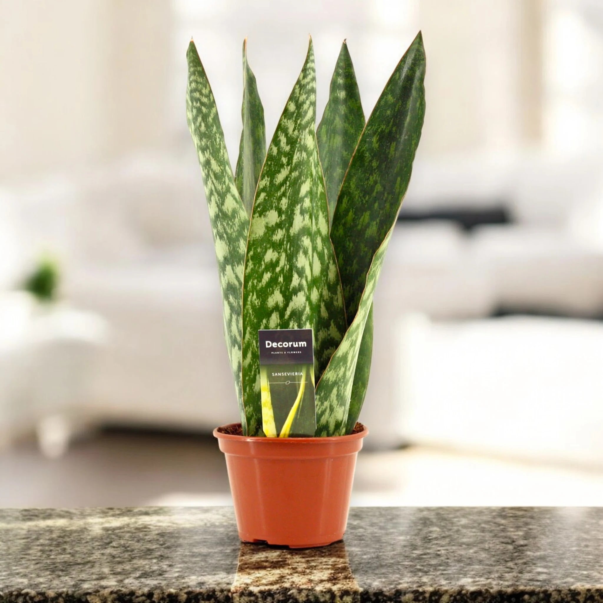 Sansevieria jamaiquina 'Queen'