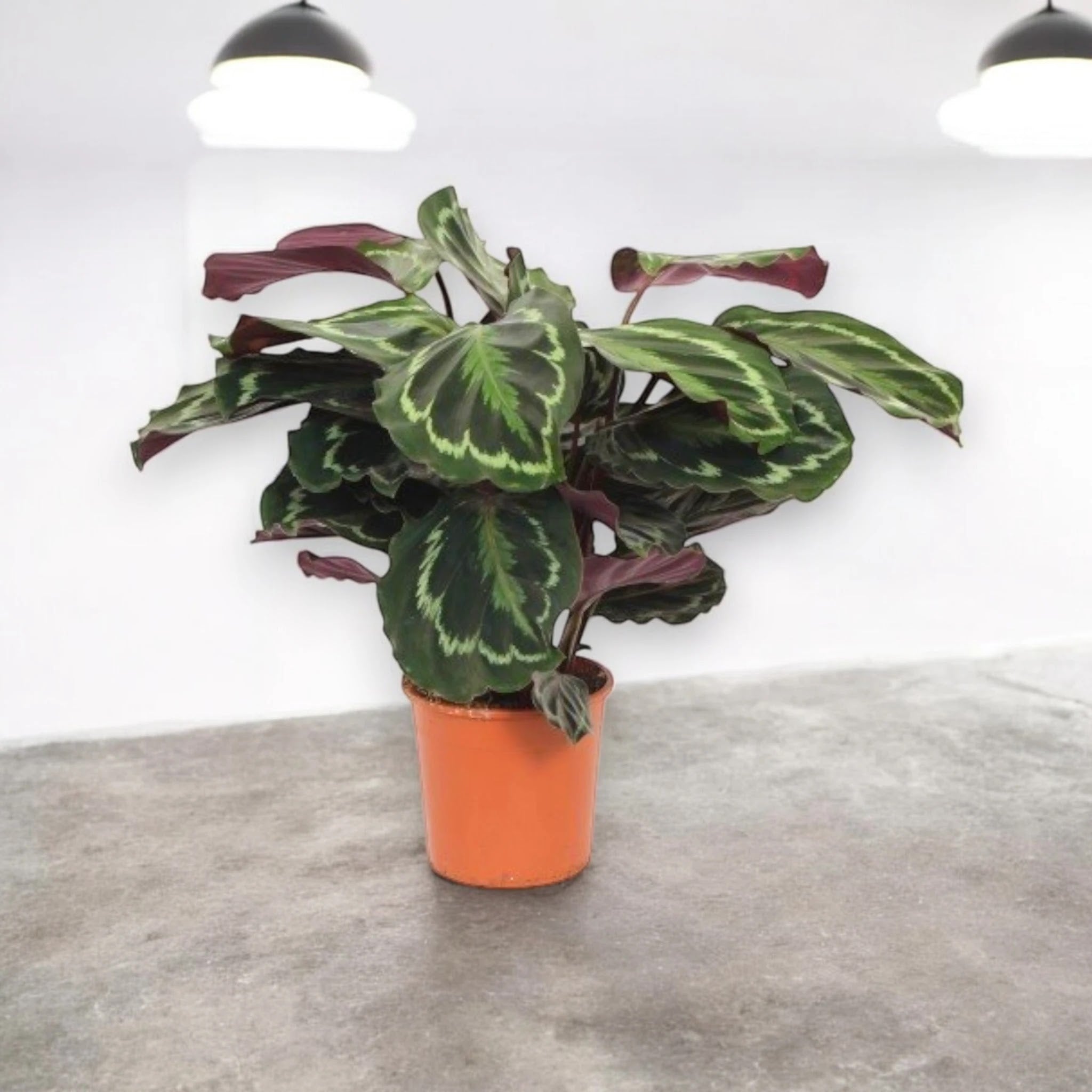 Dettaglio foglia Calathea Medallion con venature geometriche verdi e retro rosa-porpora