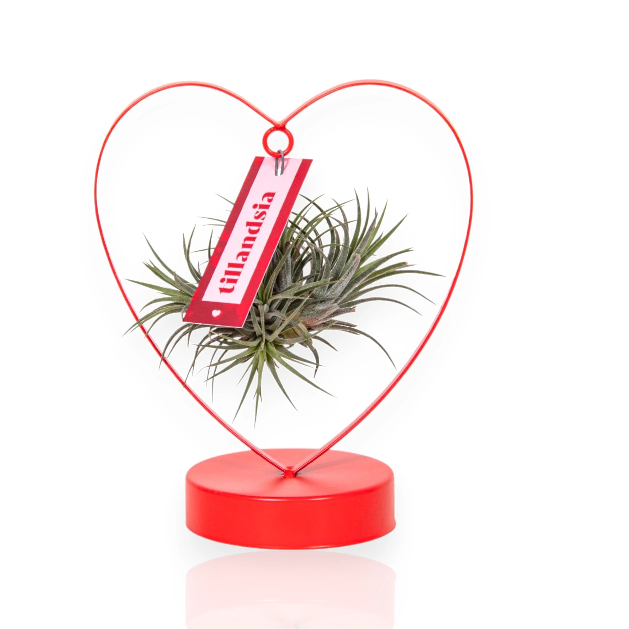 Tillandsia Heart con foglie argentate disposte a forma di cuore, sospesa in ambiente moderno
