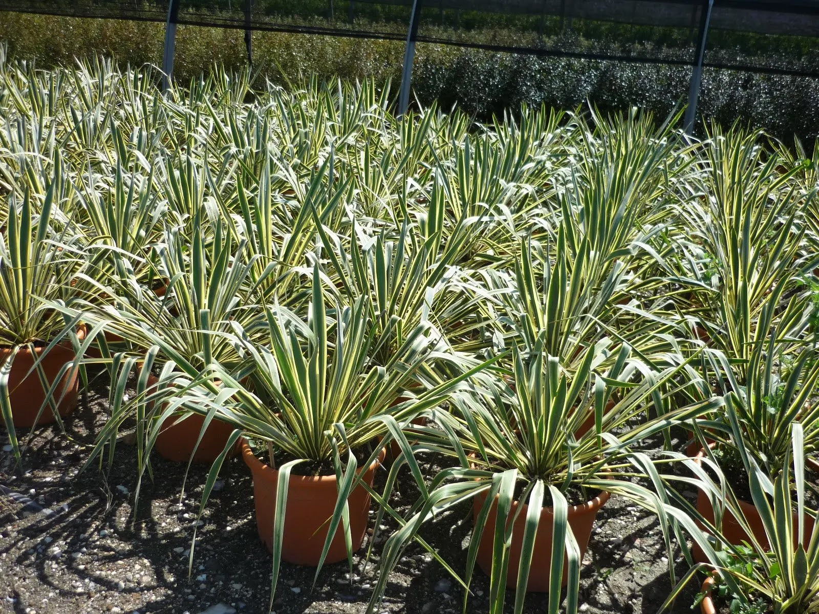 Yucca Bright Edge con rosette di foglie verdi marginate di giallo crema in giardino moderno