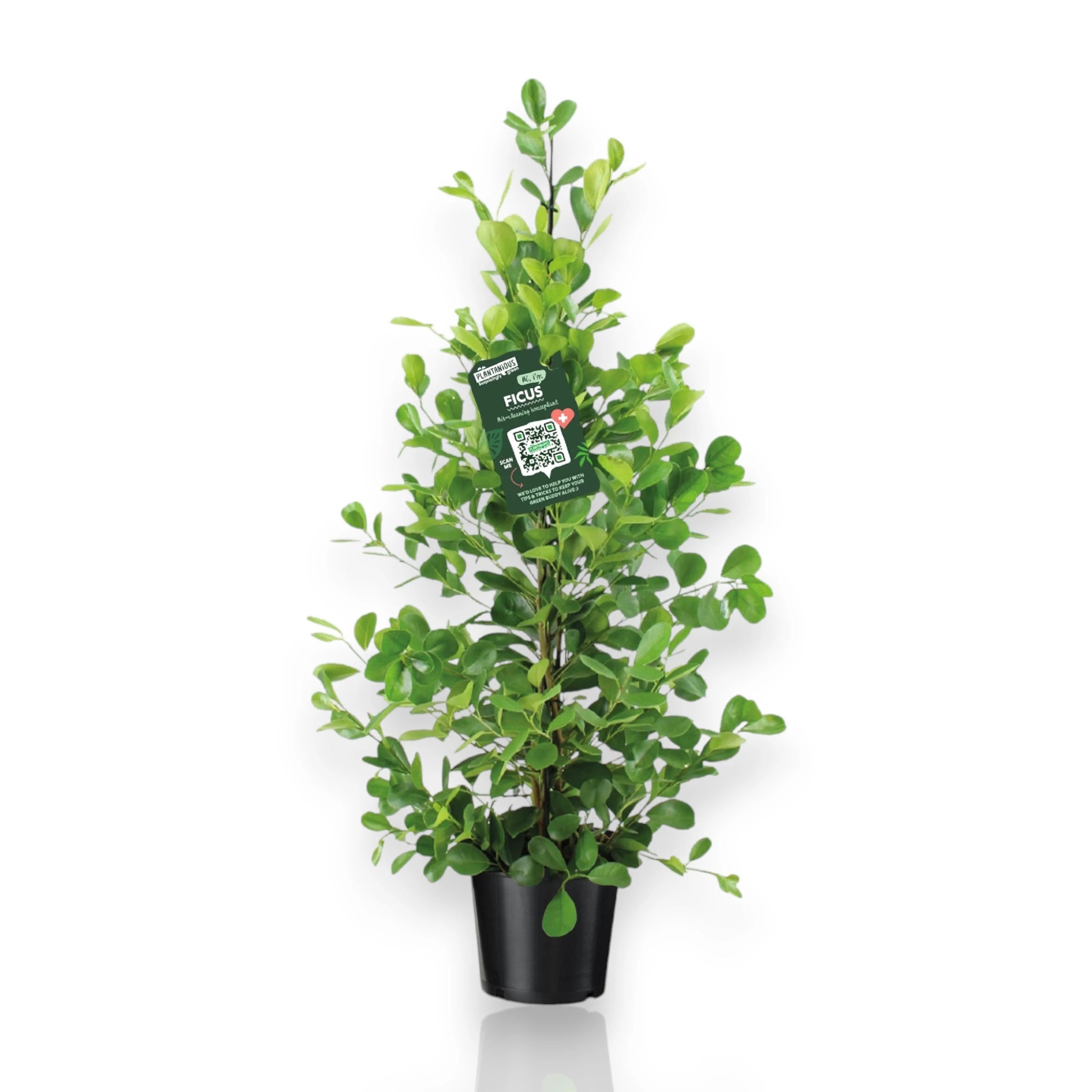 Ficus microcarpa Moclame in vaso con tronco intrecciato e foglie lucide verdi in ambiente moderno