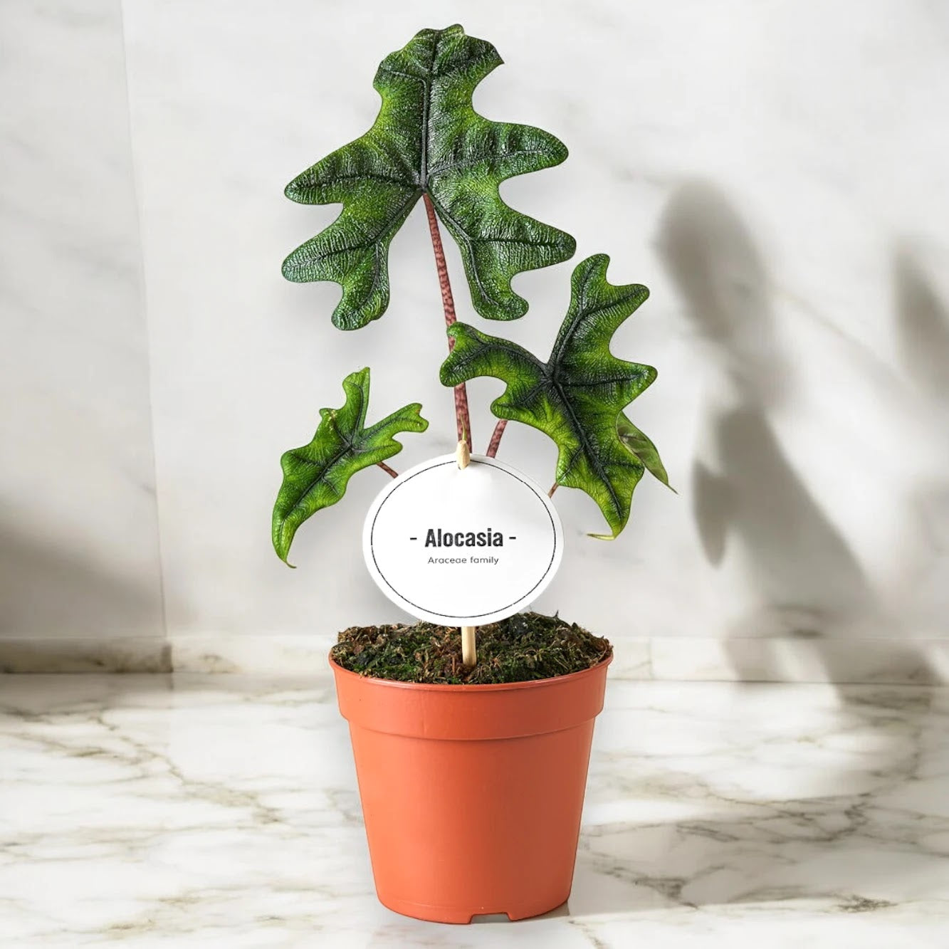 Alocasia 'Jacklin'