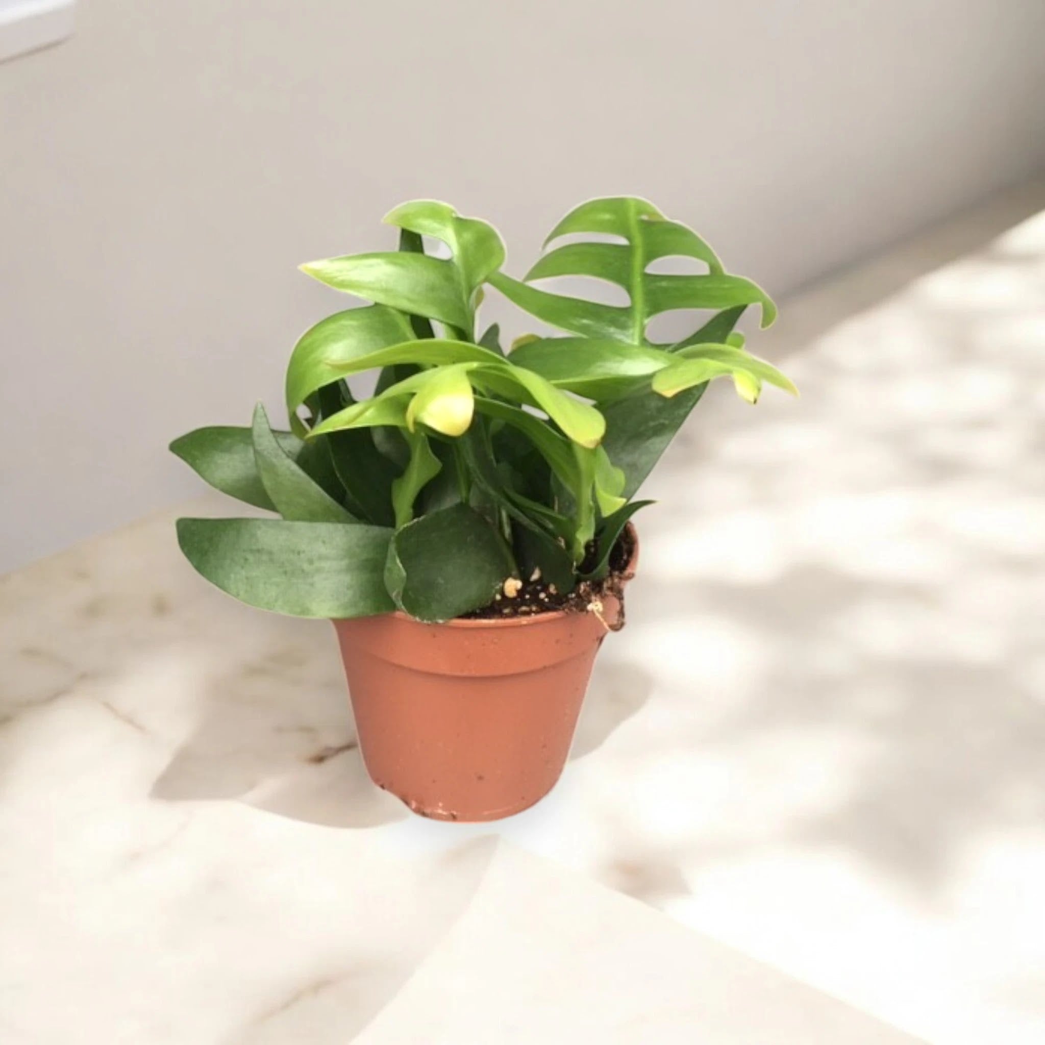 Epiphyllum chrysocardium