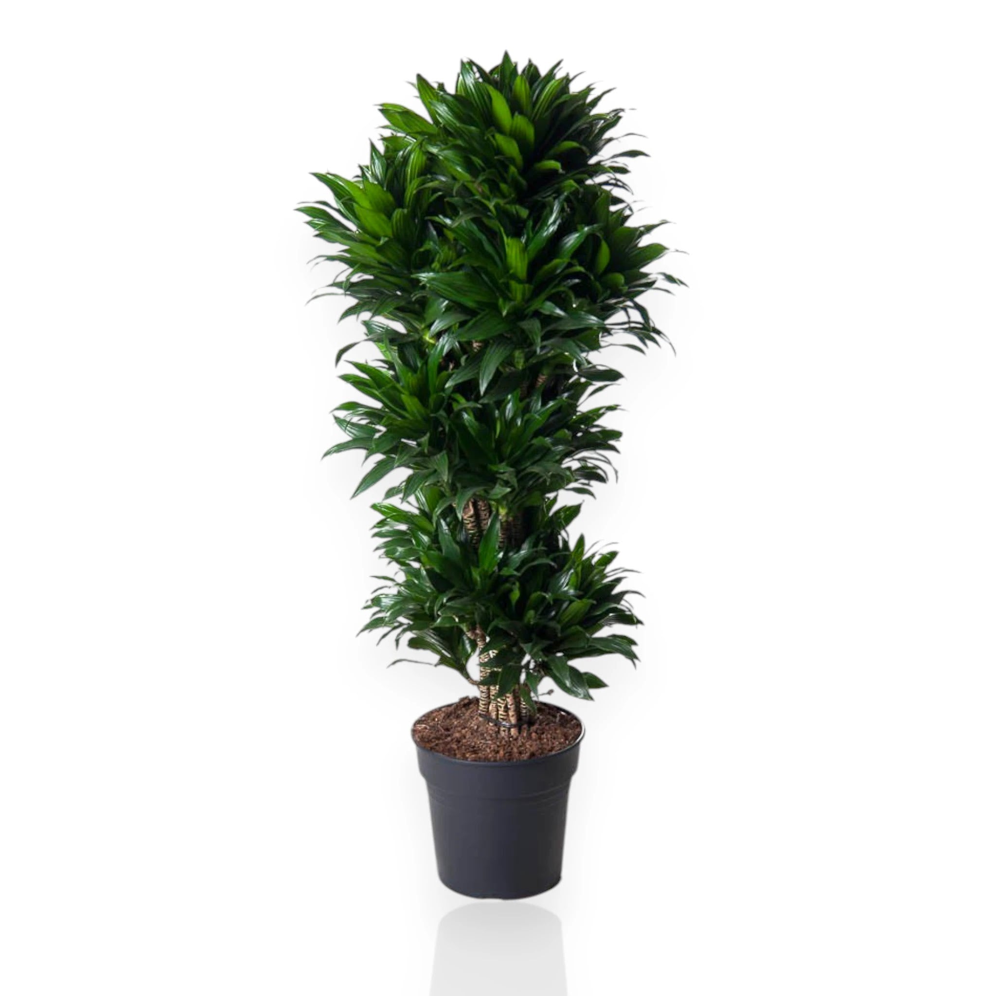 Dracaena fragrans 'Compacta'