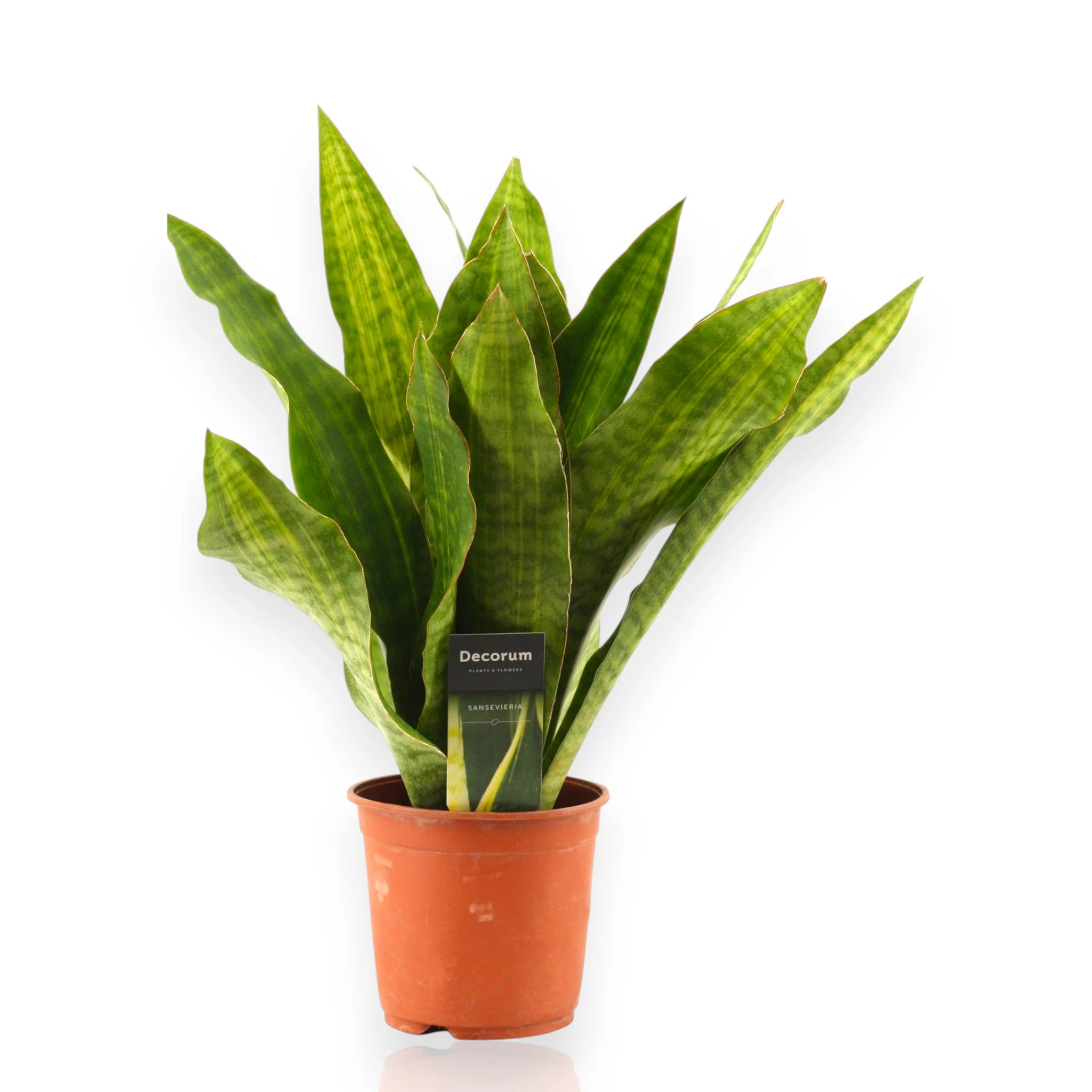 Sansevieria trifasciata Nite con foglie verde scuro erette in vaso bianco da interno