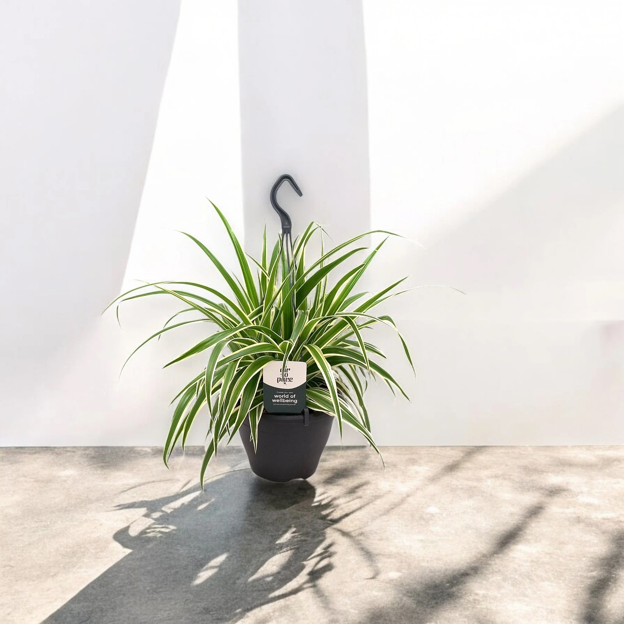 Chlorophytum comosum 'Vittatum'