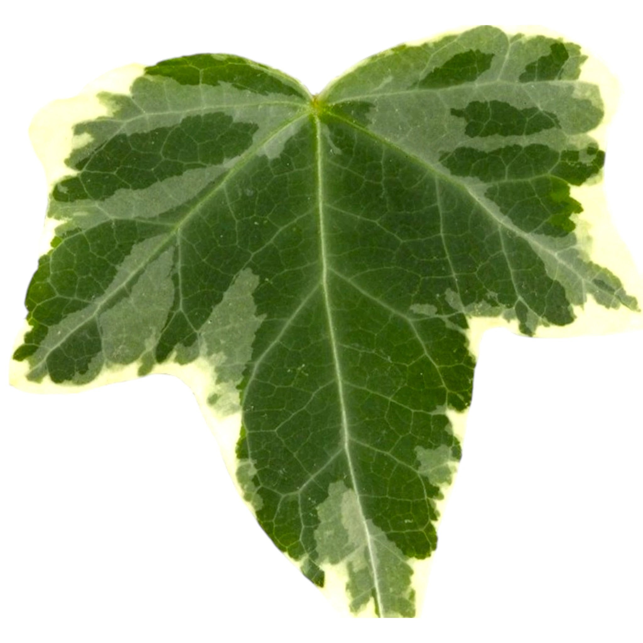 Edera Hedera helix Eva in vaso con foglie variegate verdi e crema che ricadono naturalmente