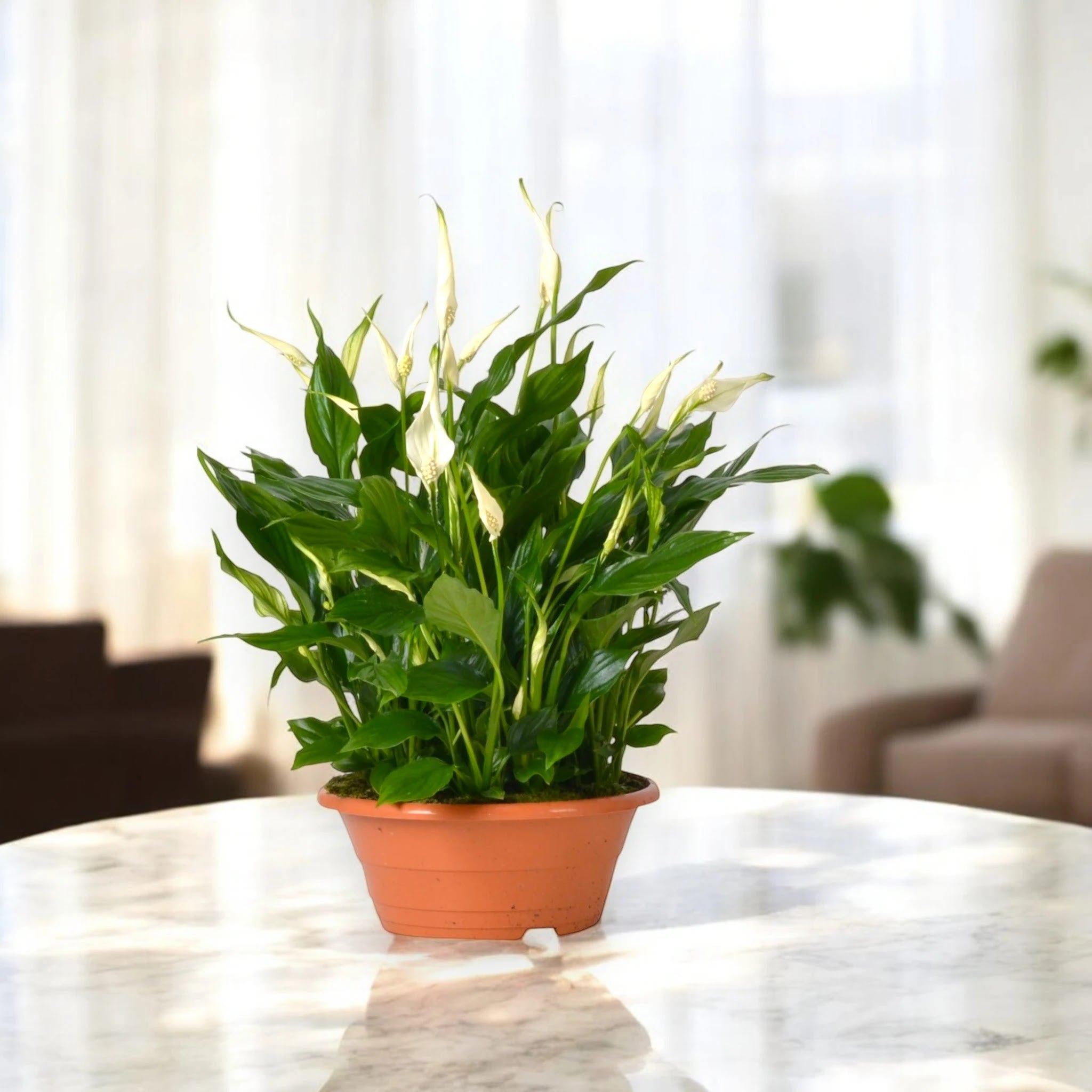 Spathiphyllum 'Bellini'