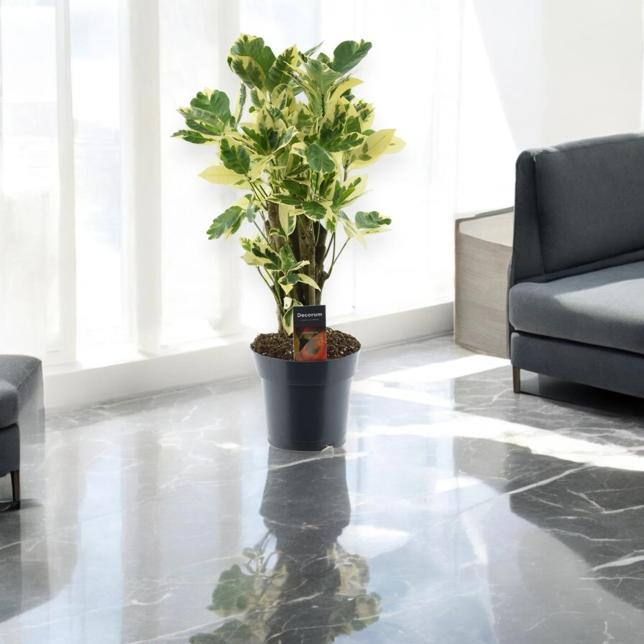 Dettaglio foglie variegate Codiaeum Eburneum con venature color crema su verde intenso
