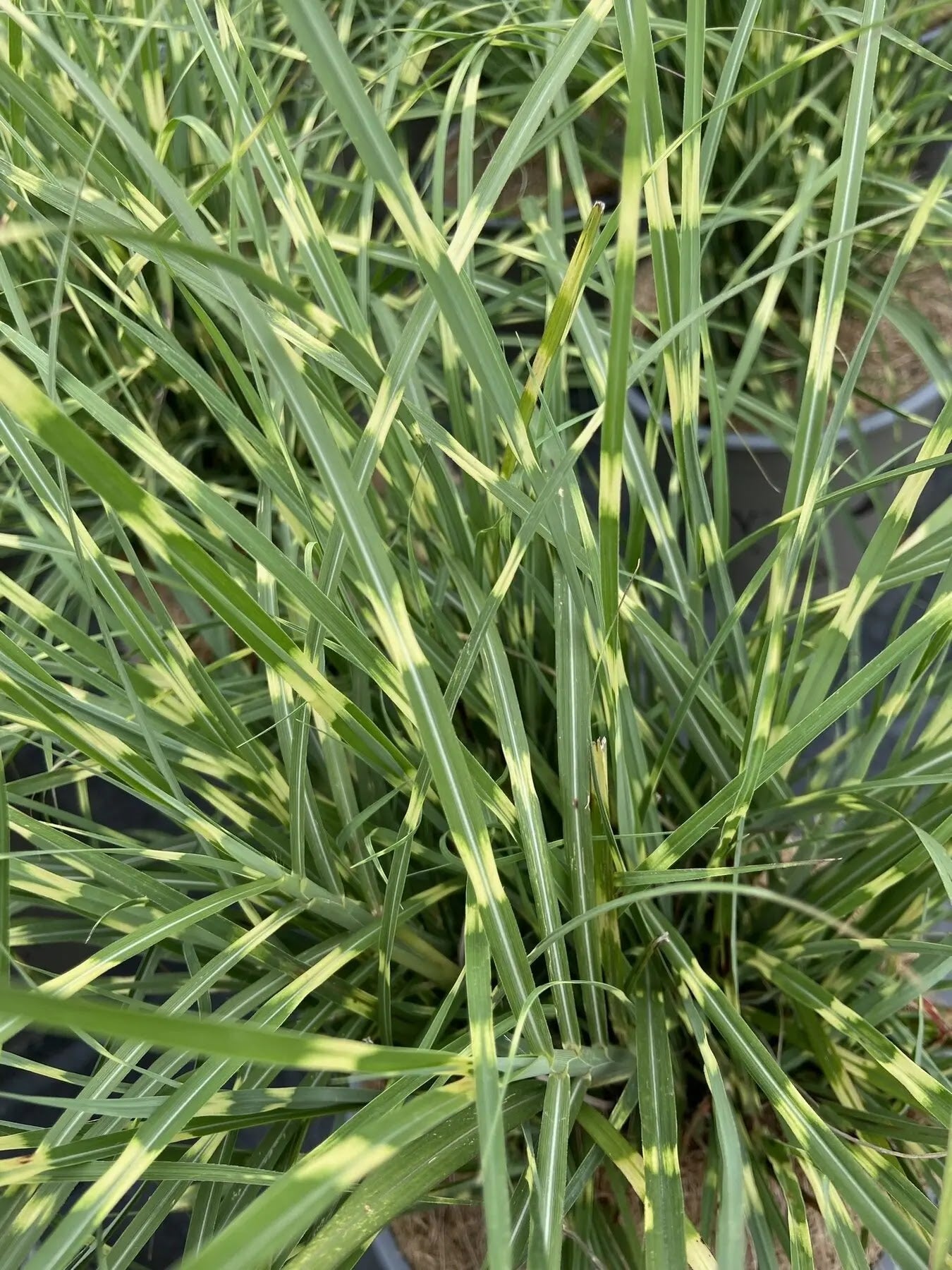 Miscanthus sinensis Strictus Dwarf cespuglio compatto con foglie verdi striate giallo crema
