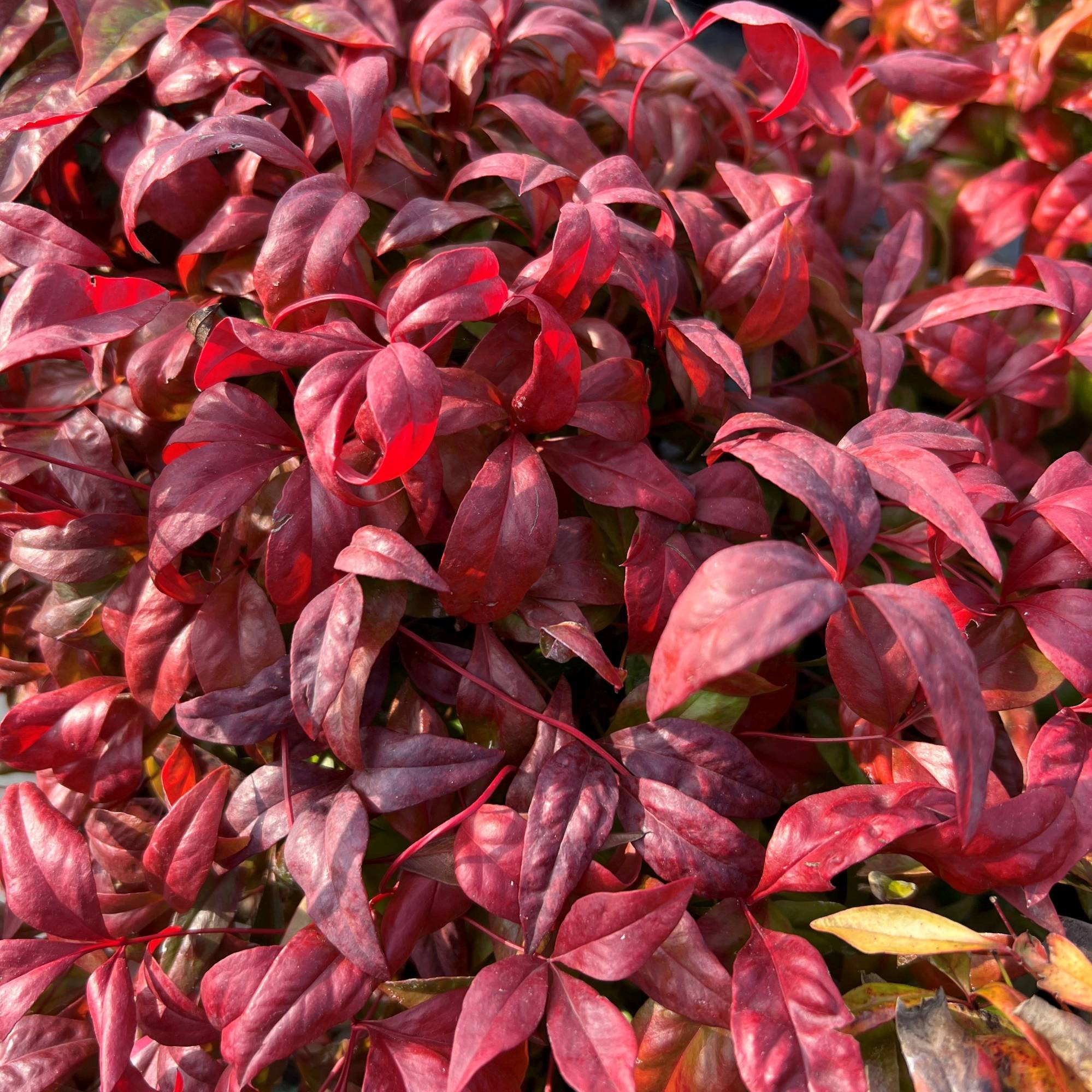Nandina domestica Fire Power arbusto compatto con fogliame rosso porpora in giardino