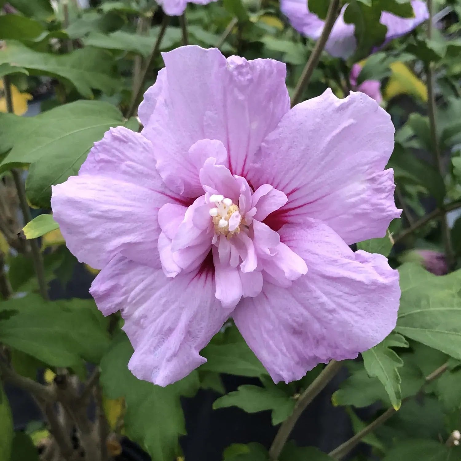 Hibiscus syriacus Lavender Chiffon arbusto con fiori doppi lilla in giardino estivo