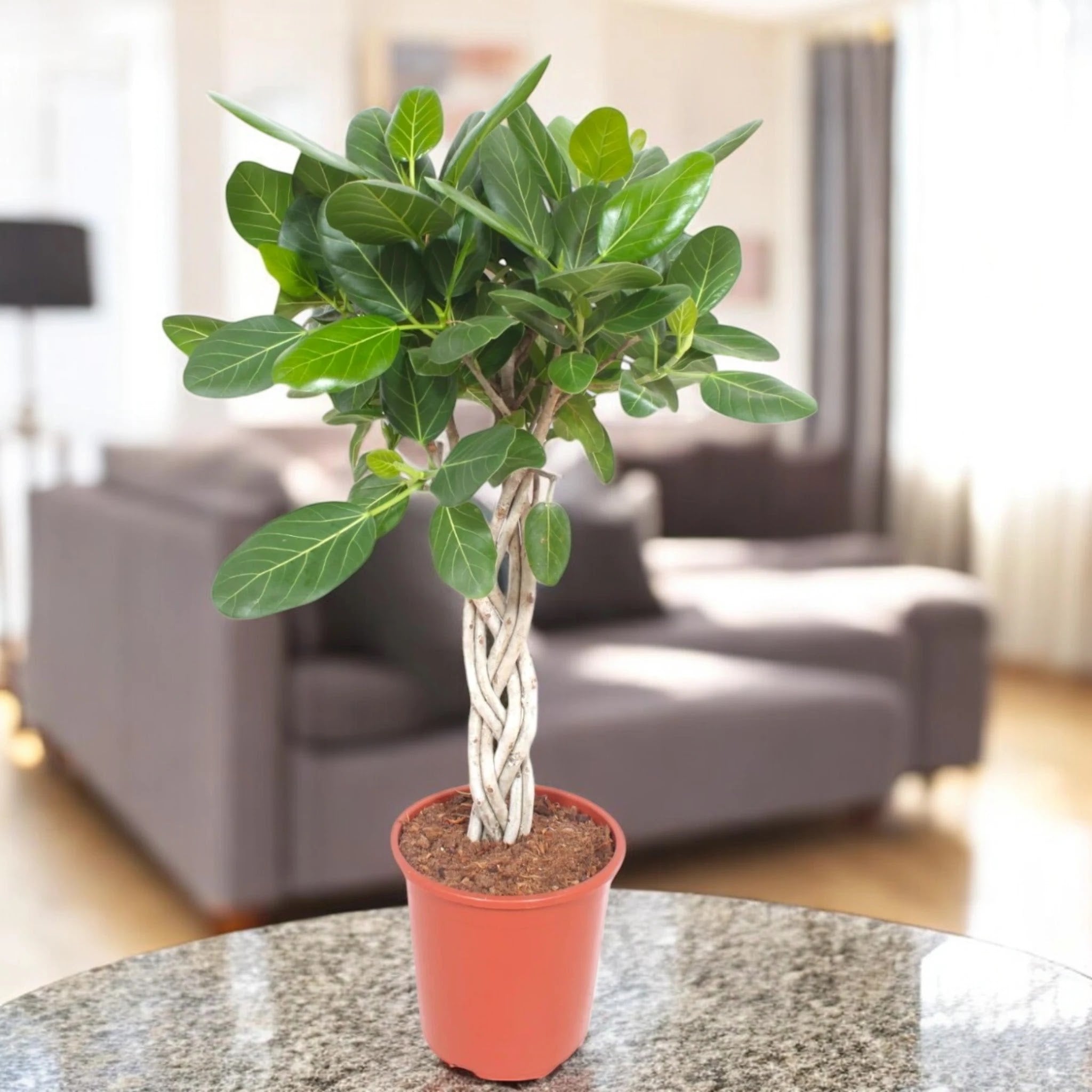 Ficus benghalensis in vaso, pianta da interno con foglie ampie verde brillante in soggiorno moderno
