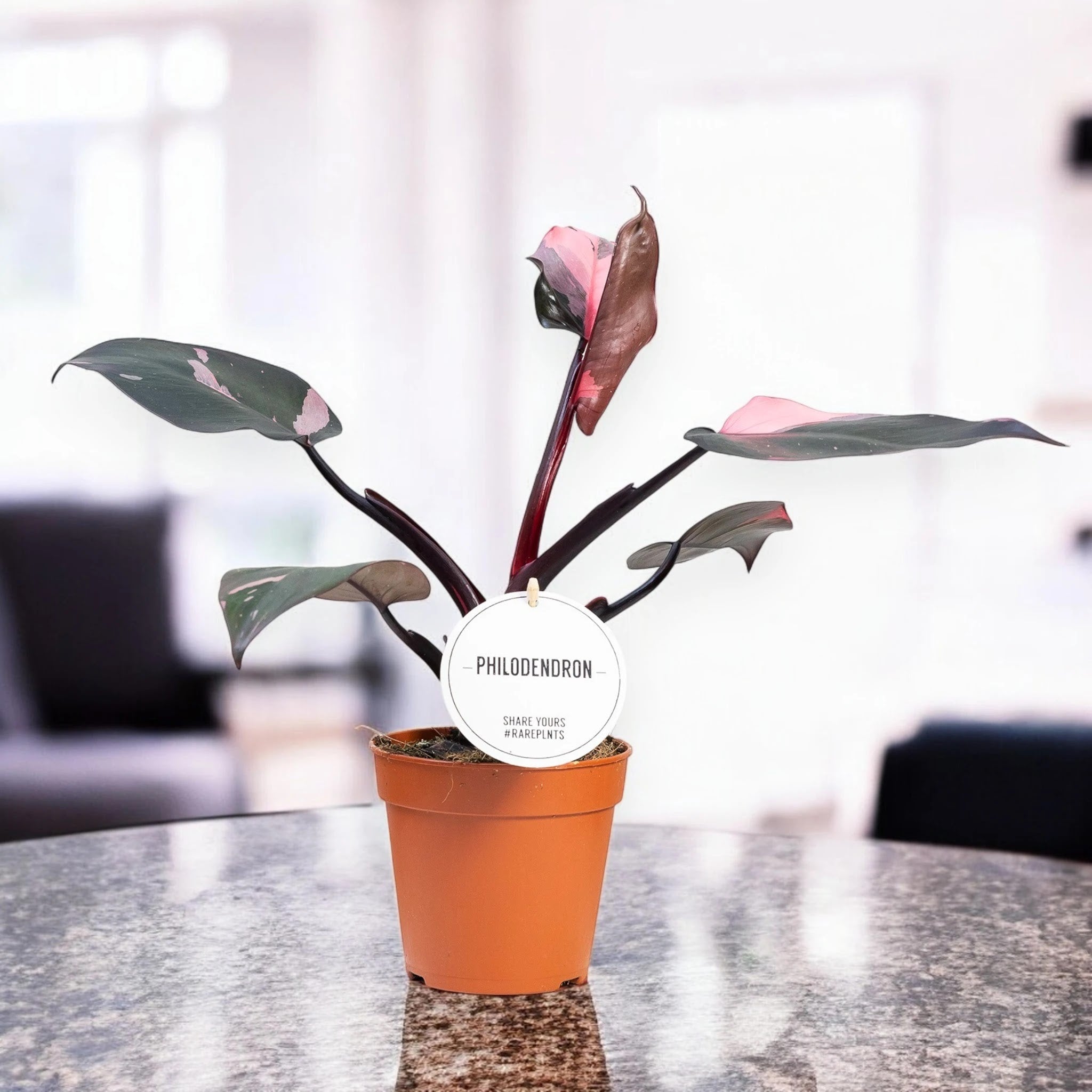 Philodendron 'Burgundy Prince'