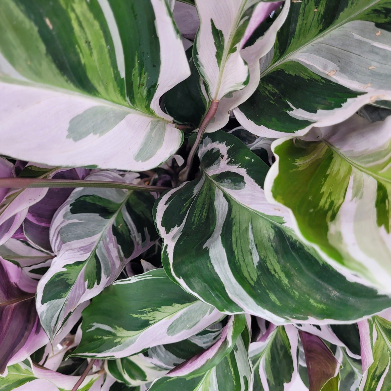 Calathea White Fusion in vaso con fogliame variegato bianco-verde e sfumature rosa