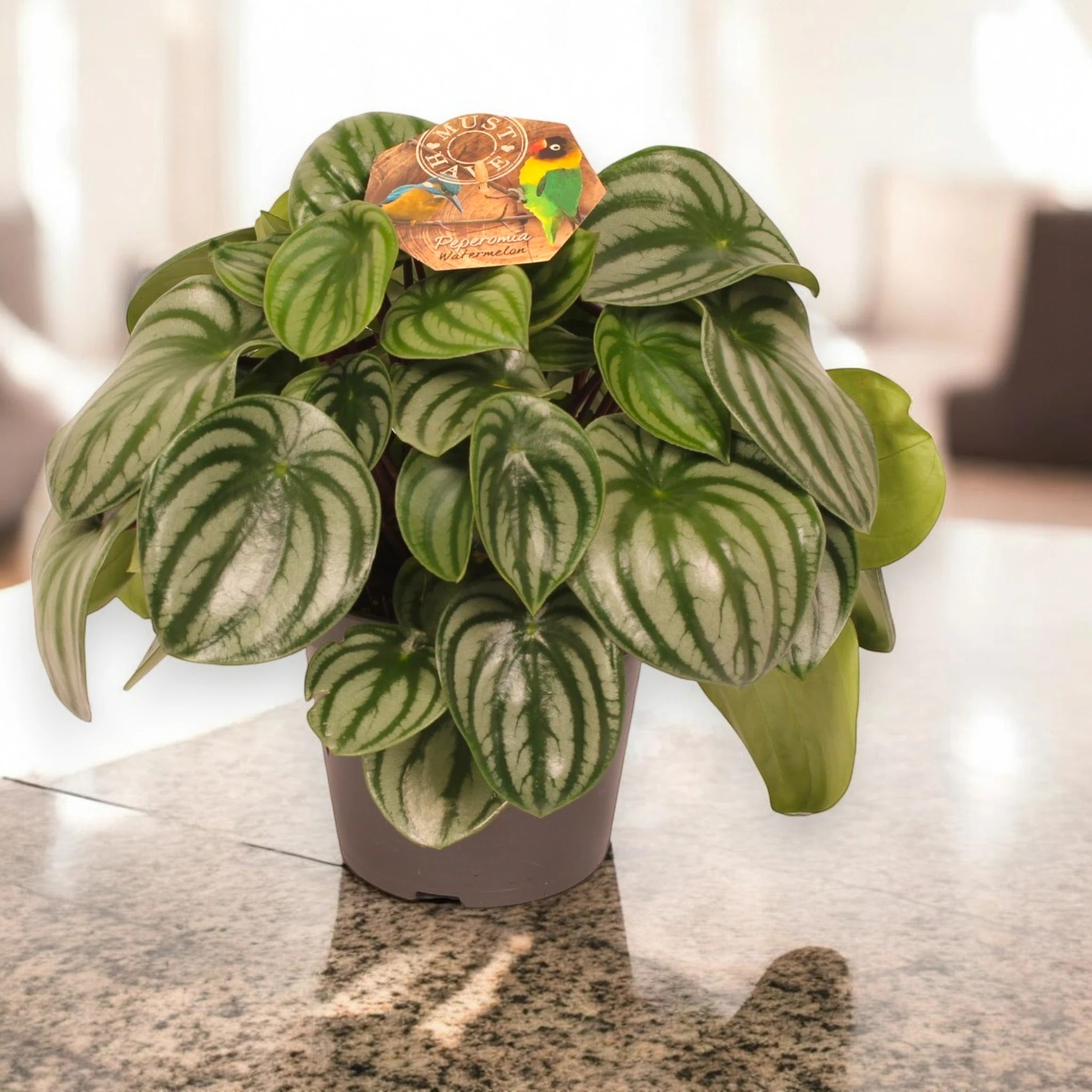 Dettaglio foglie Peperomia argyreia con caratteristiche venature argentate su fondo verde
