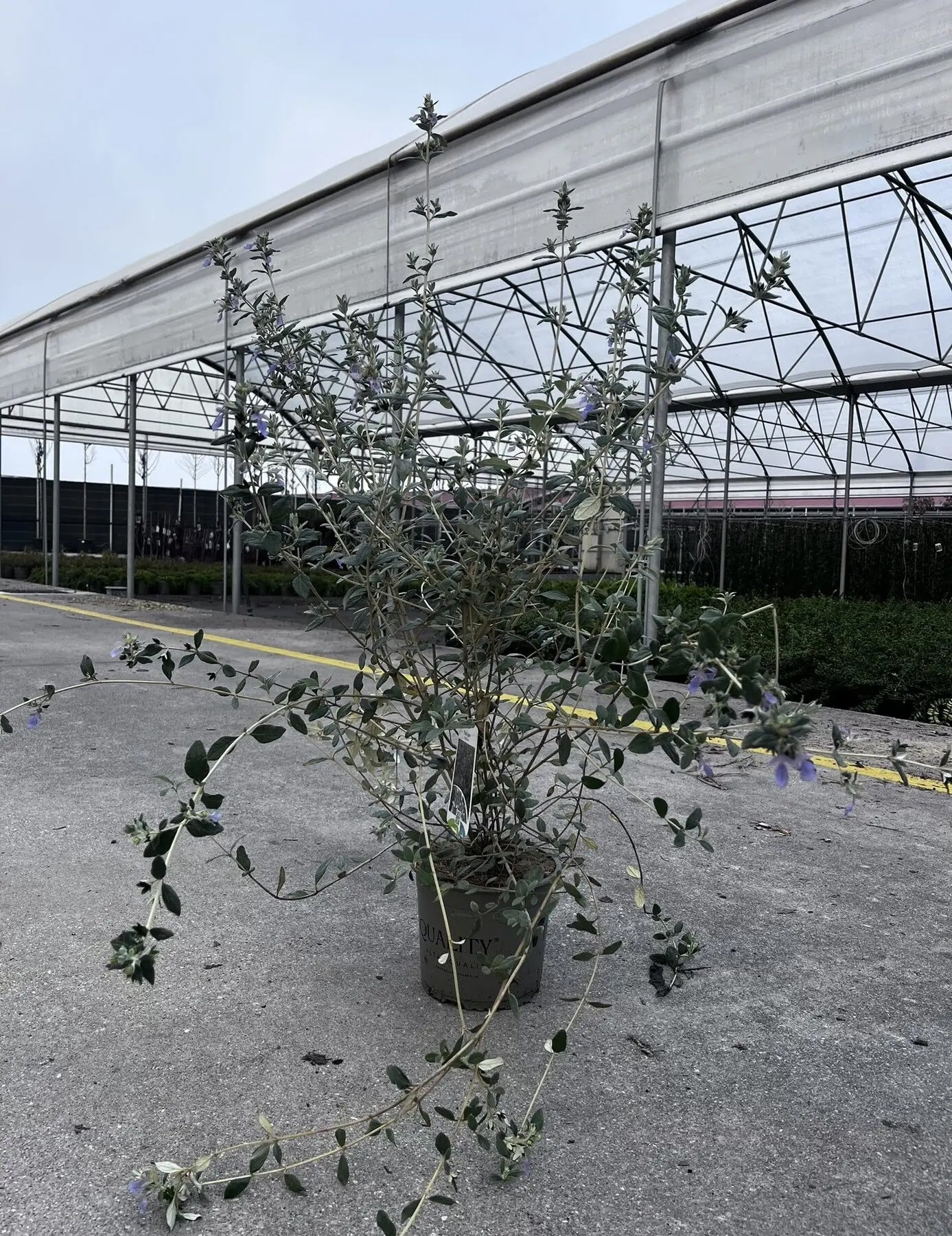 Teucrium fruticans