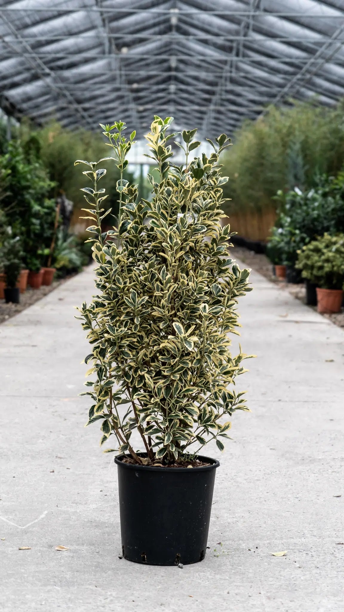 Euonymus japonicus Bravo arbusto sempreverde compatto con foglie verdi bordate bianco-crema