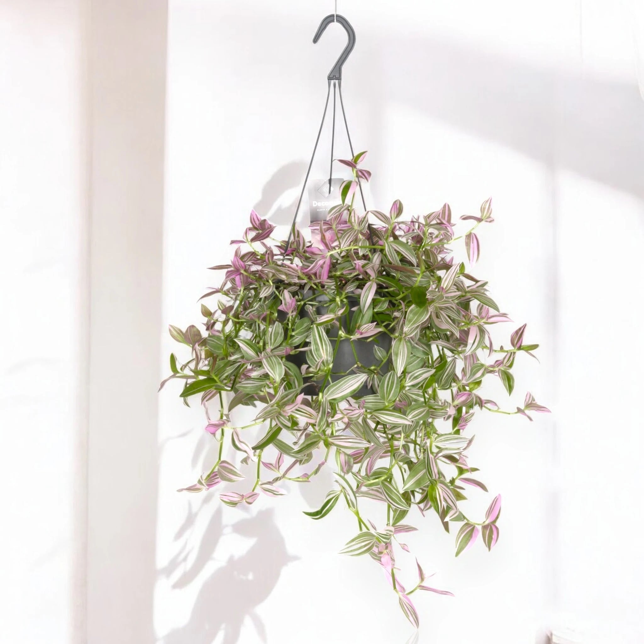 Tradescantia fluminensis 'Pink hill'