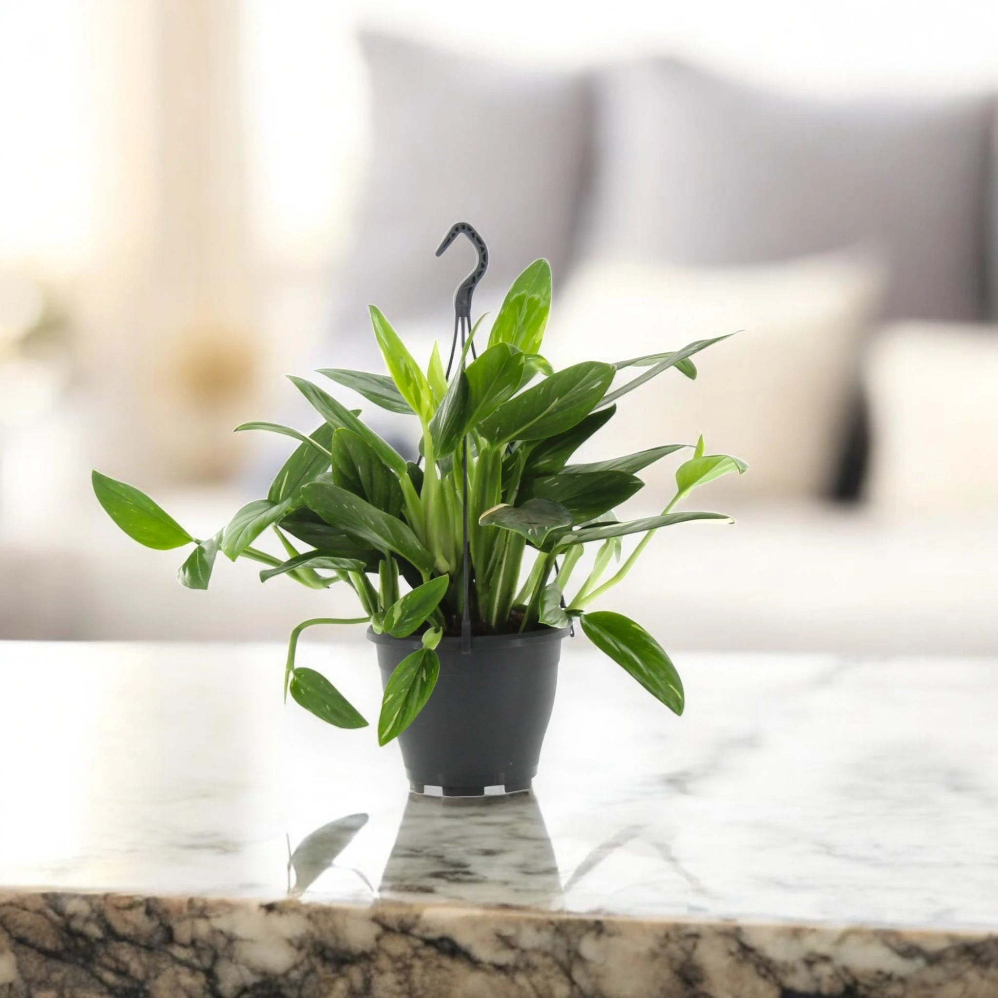 Philodendron 'Cobra'