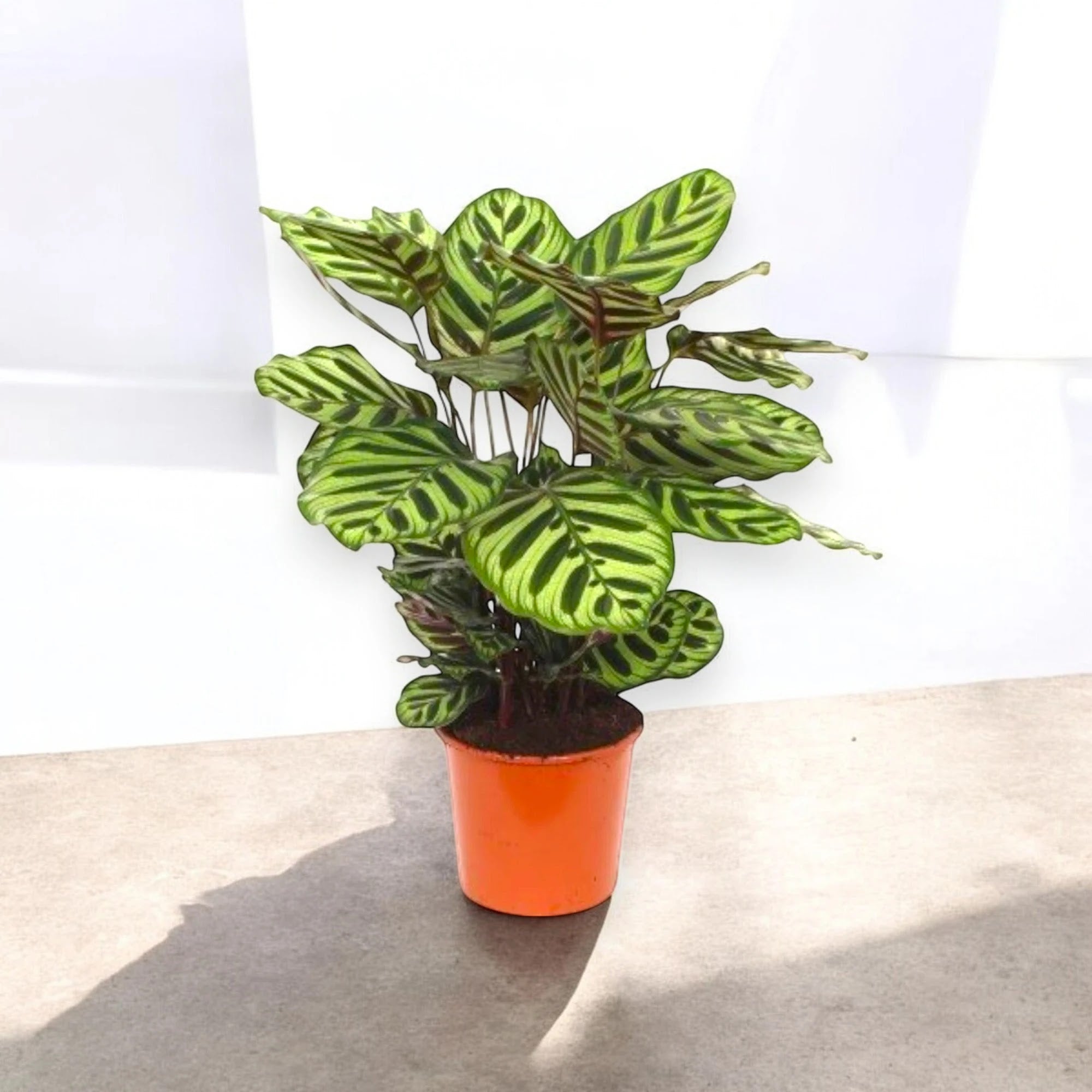 Calathea makoyana