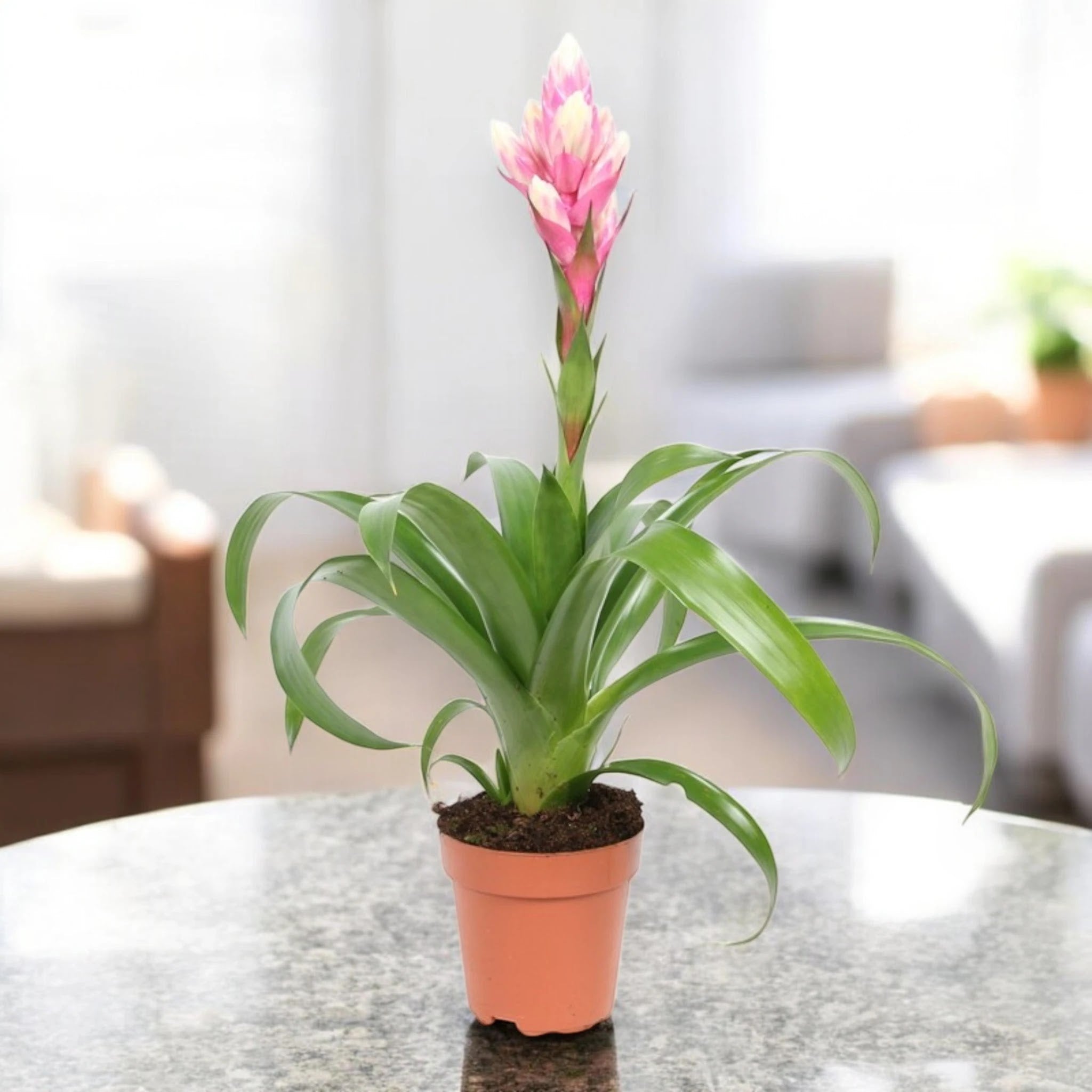 Guzmania 'Candy'