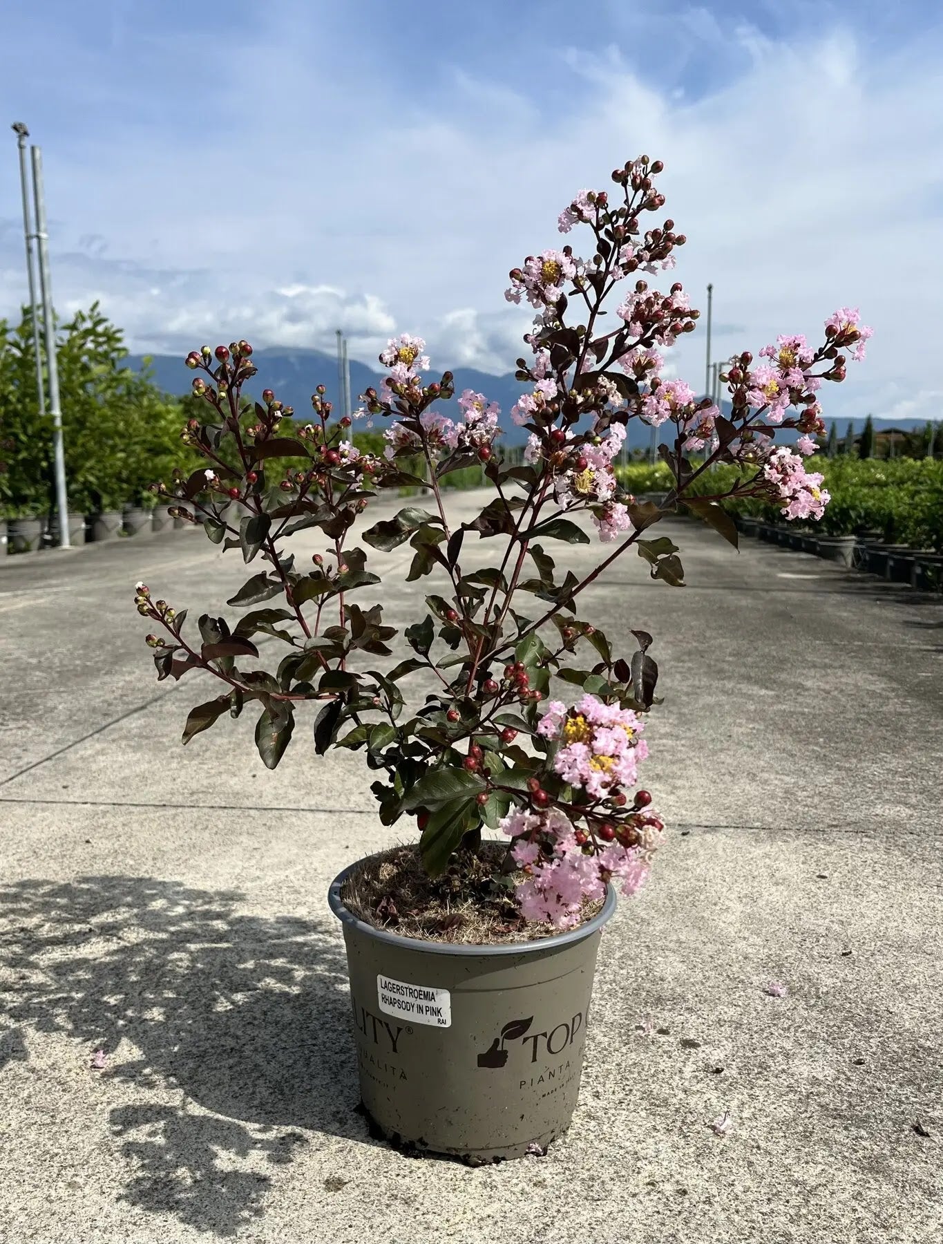 Lagerstroemia indica 'Rhapsody In Pink'