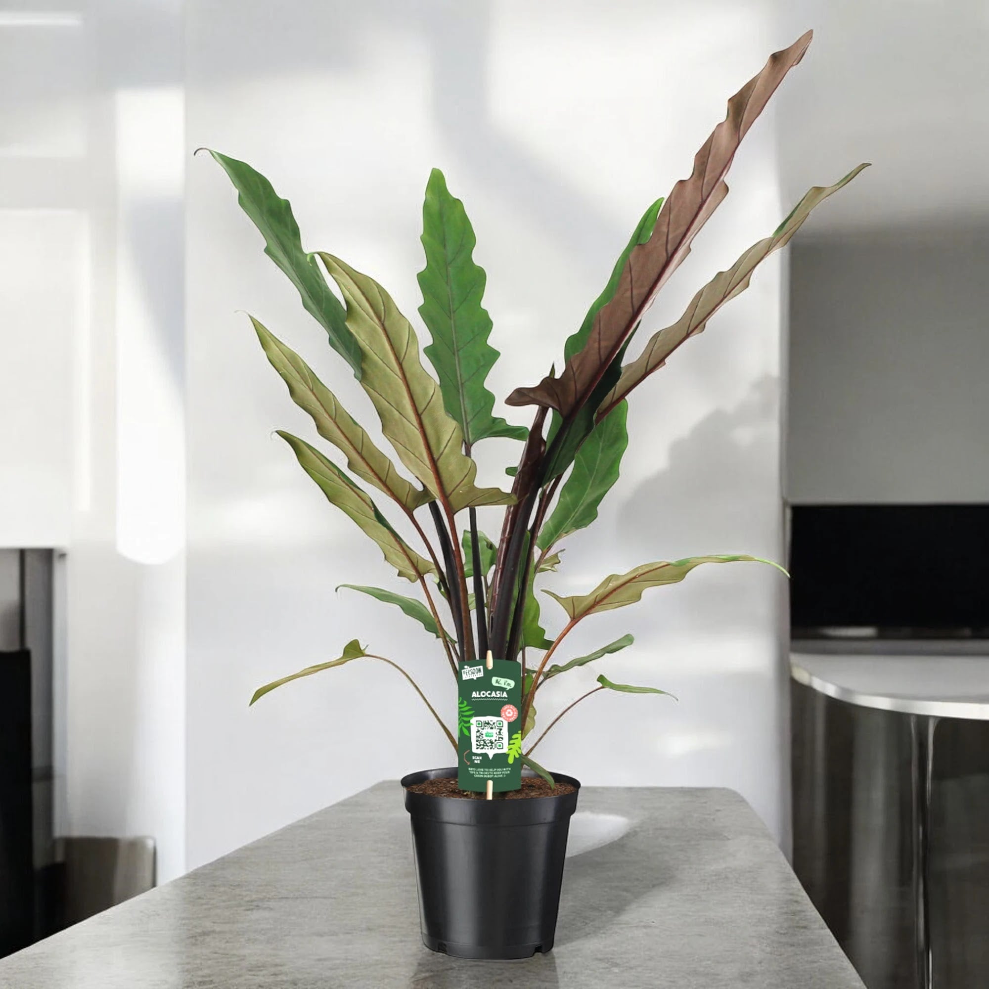 Dettaglio foglia Alocasia lautebrachiana color bronzo con riflessi metallici e venature scure