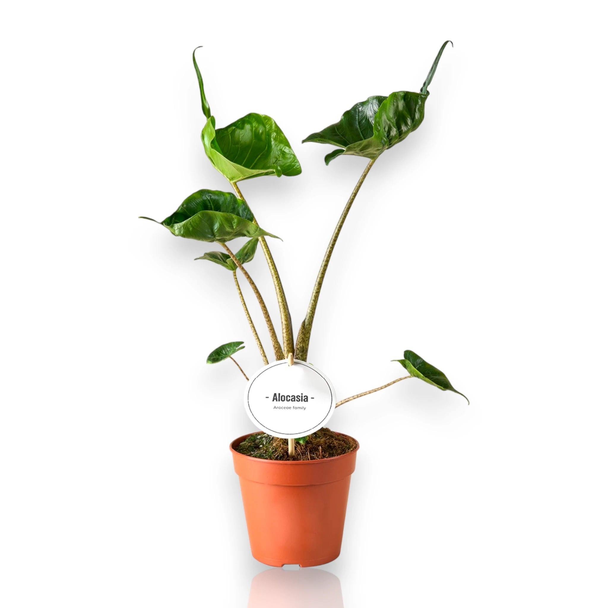 Alocasia Stingray in vaso, pianta tropicale da interno con foglie a forma di razza marina