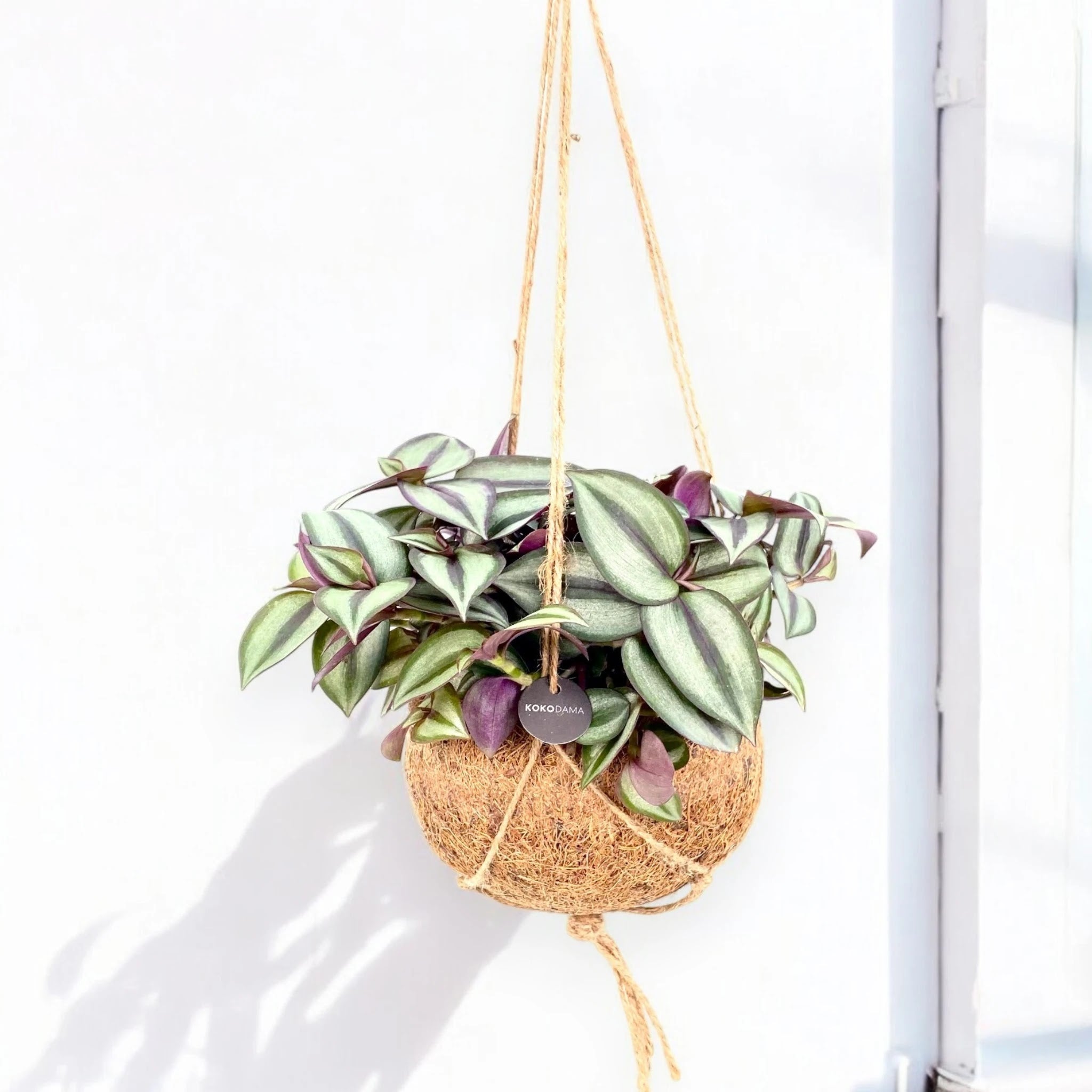 Tradescantia zebrina 'Purpusii' kokedama