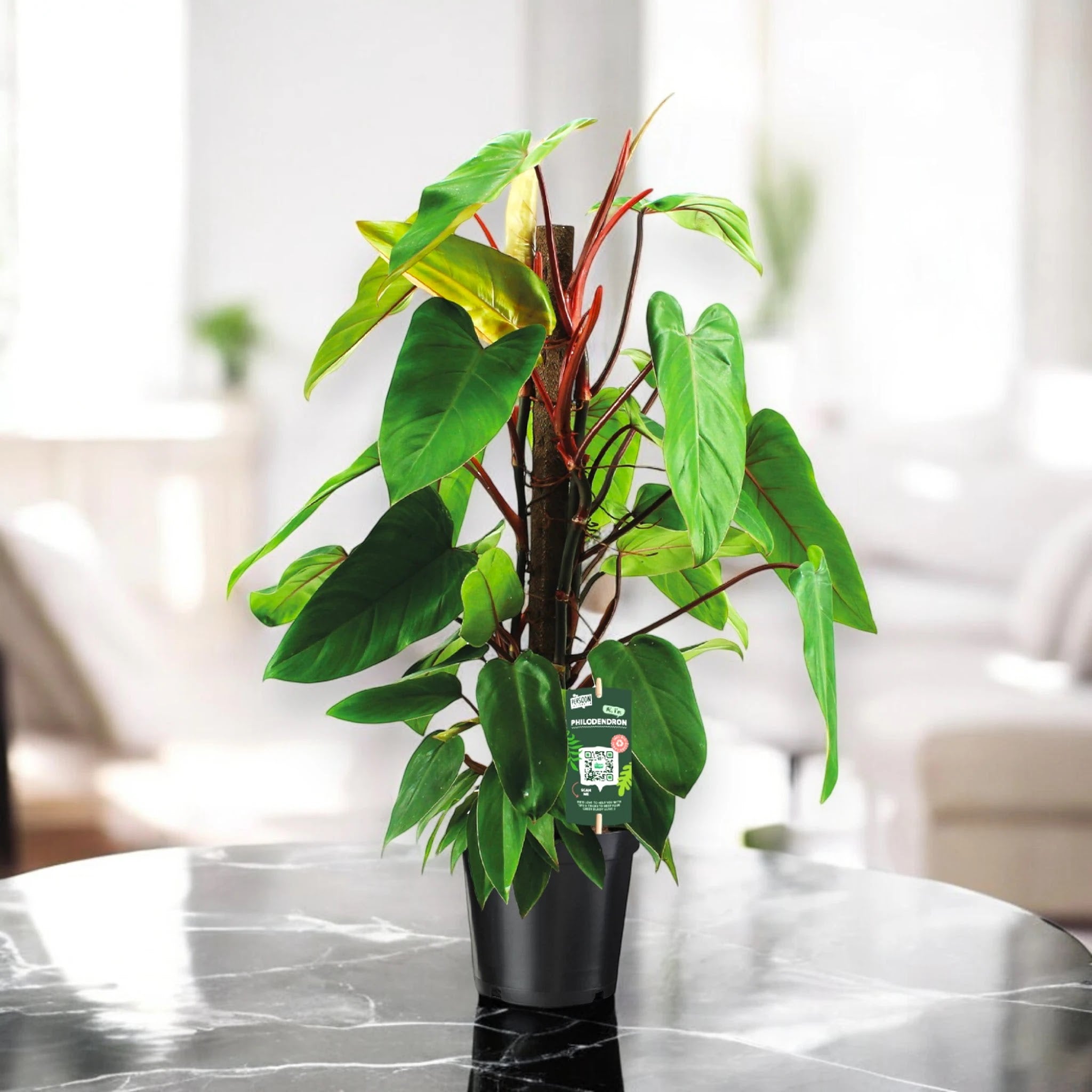 Philodendron 'Red Emerald'