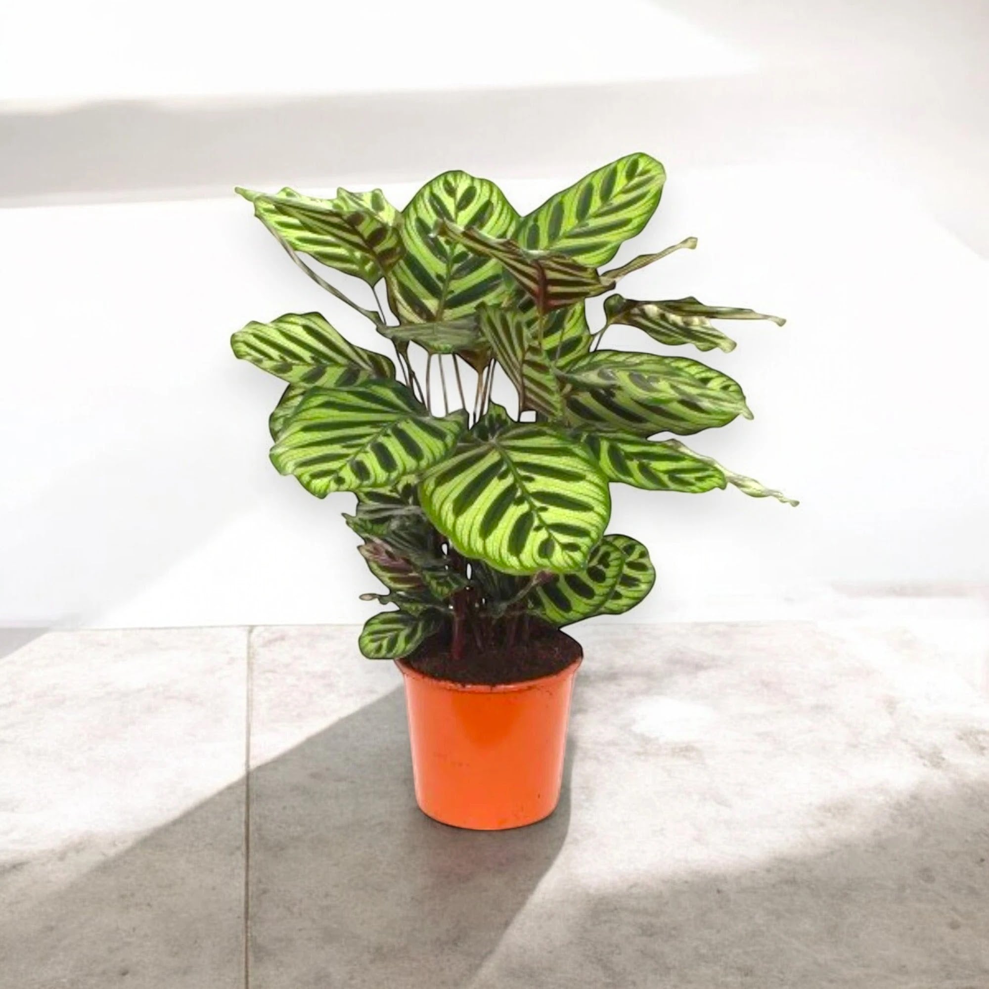 Calathea makoyana
