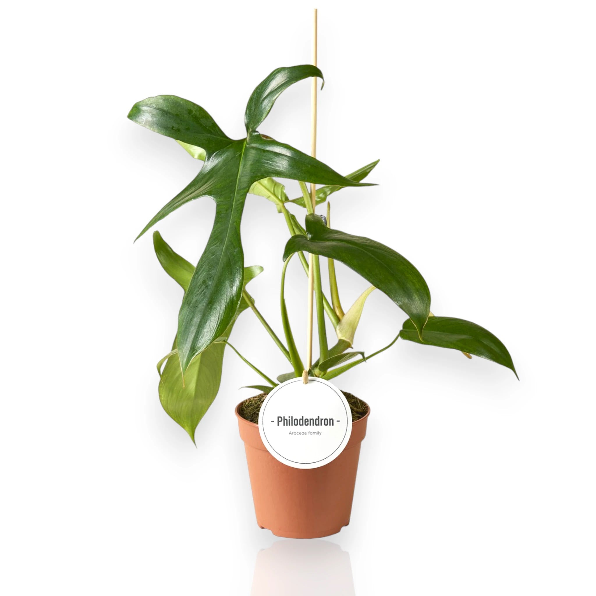 Philodendron Gladhands in vaso con foglie lobate caratteristiche in ambiente interno luminoso