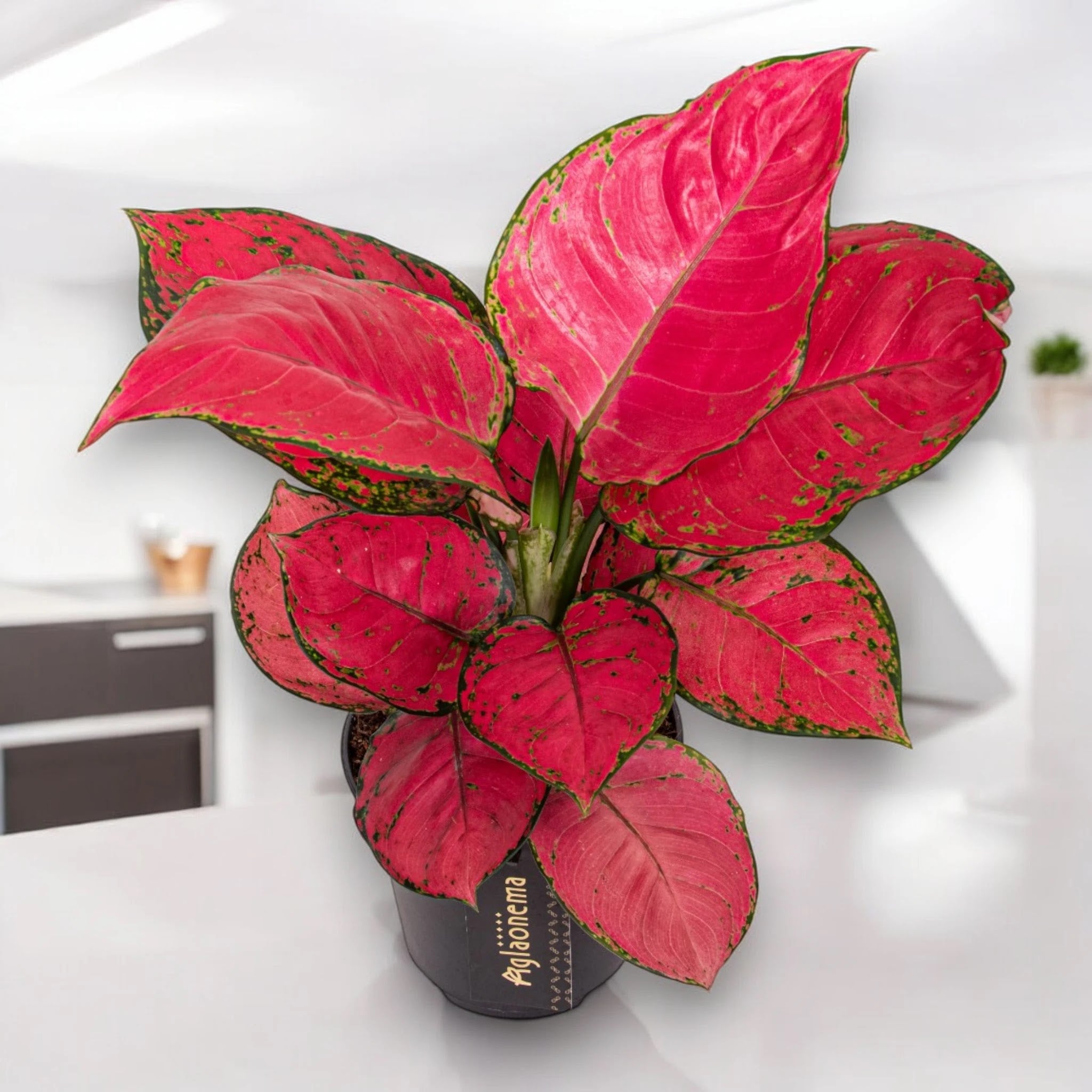 Aglaonema 'Red Joy'