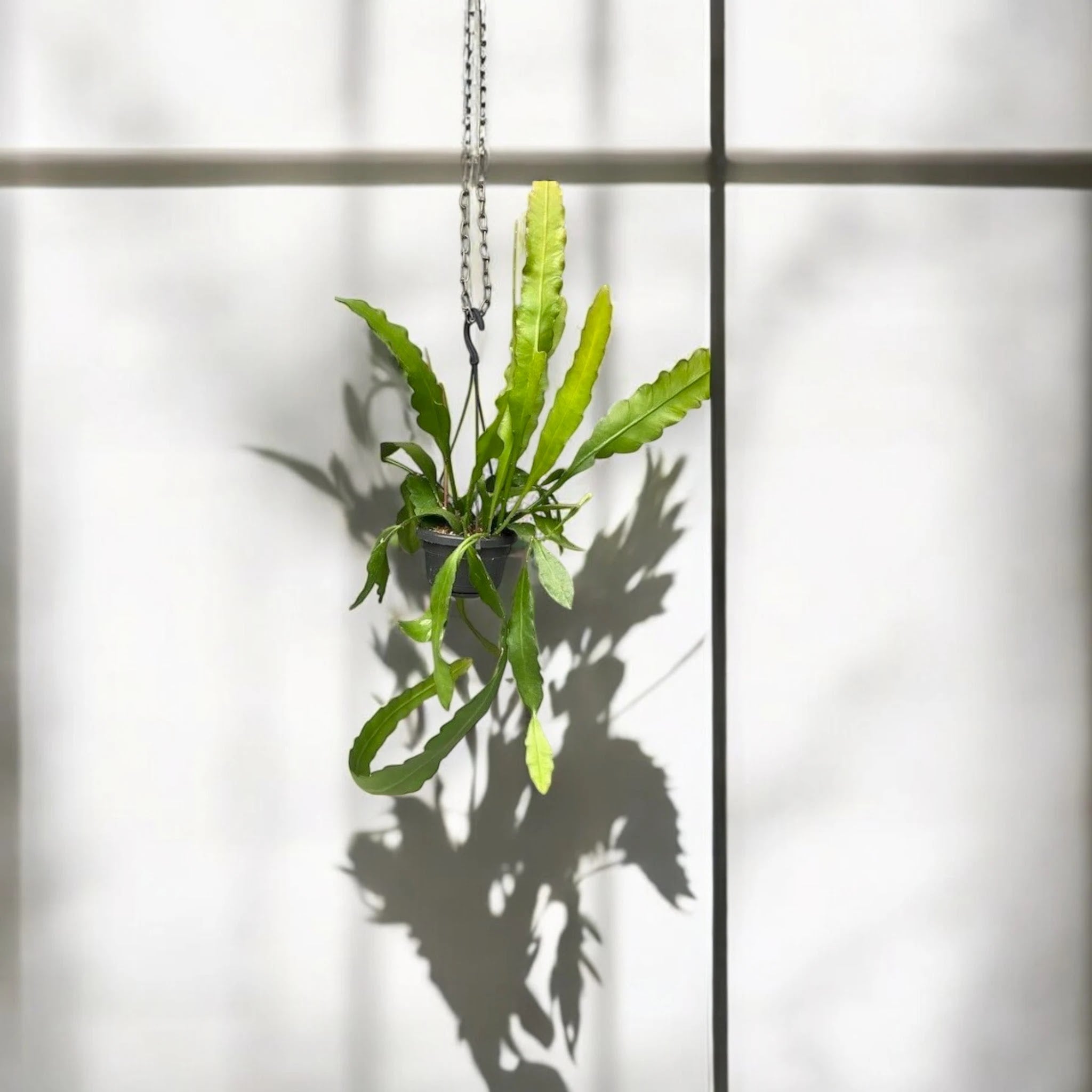 Epiphyllum fruhlingsgold