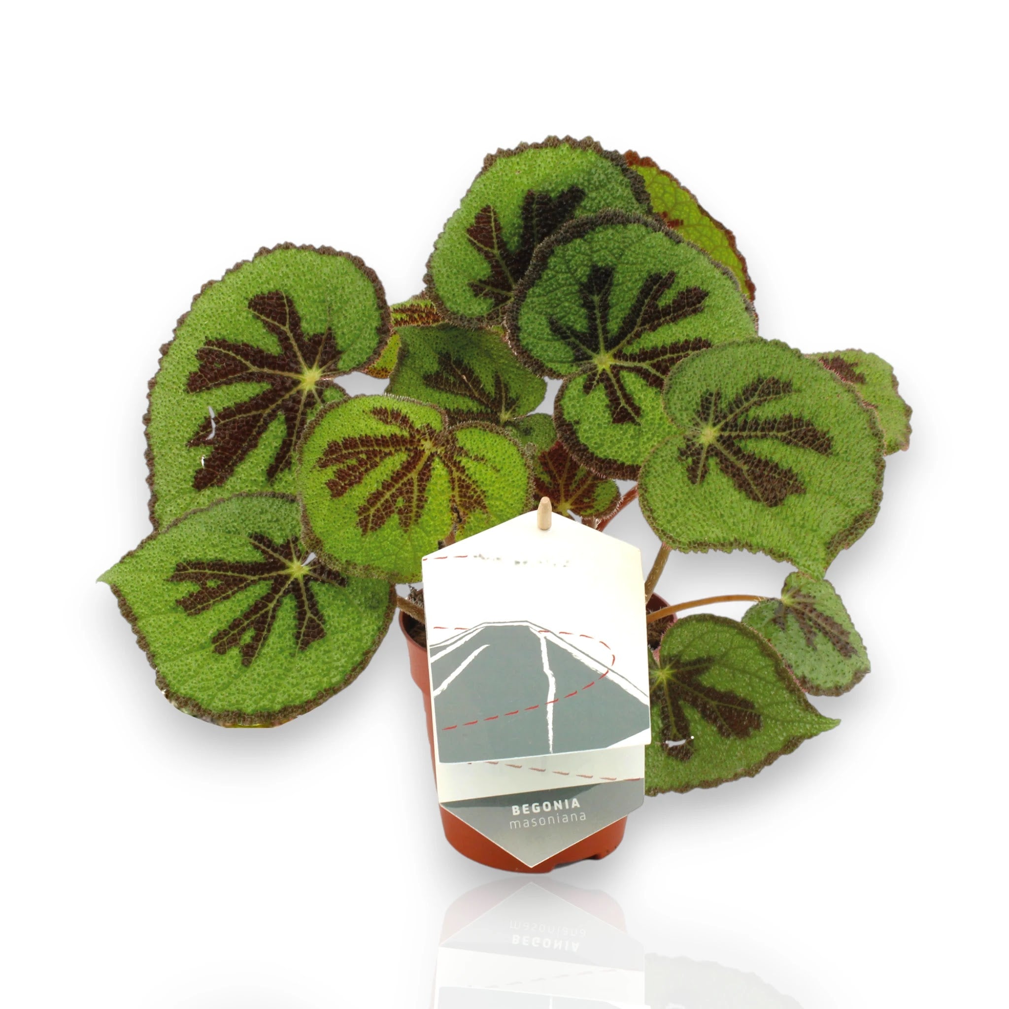 Begonia masoniana in vaso con foglie a croce nera caratteristiche, pianta da interno decorativa