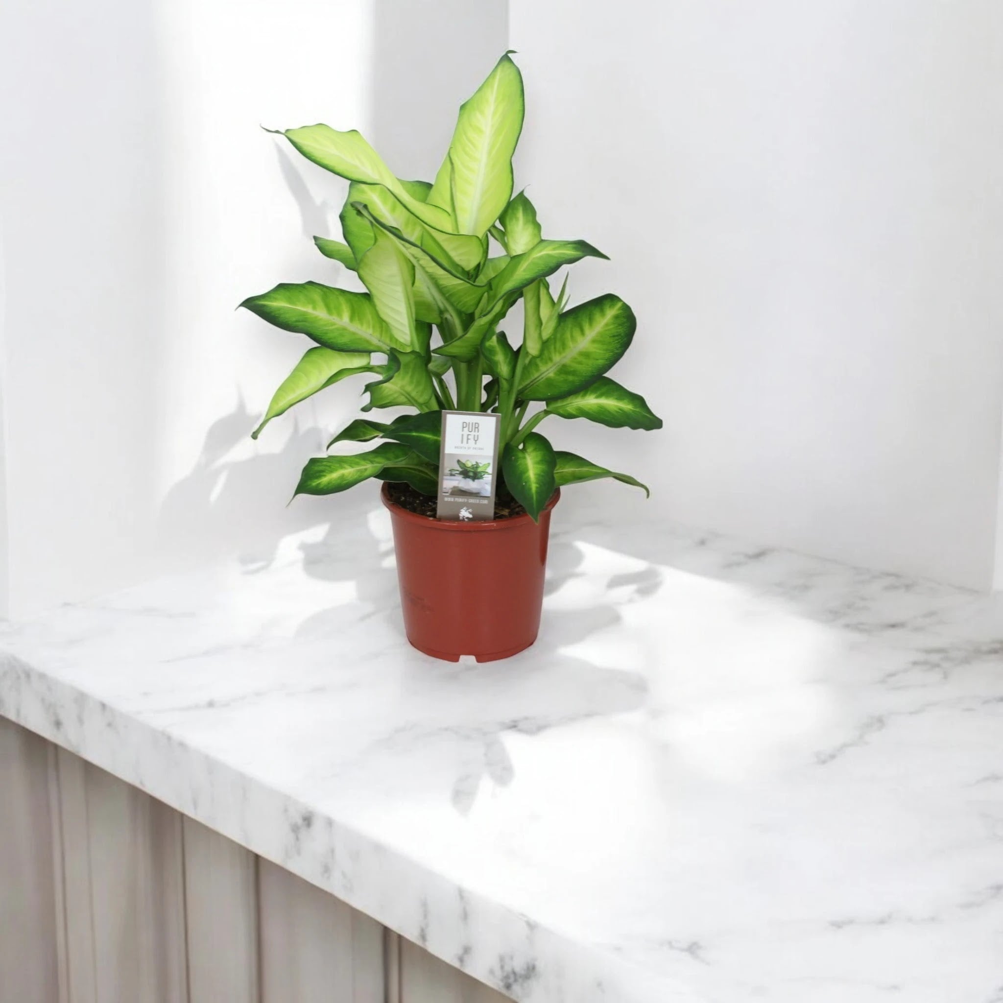 Dettaglio foglia variegata Dieffenbachia Summer Style con pattern crema e verde