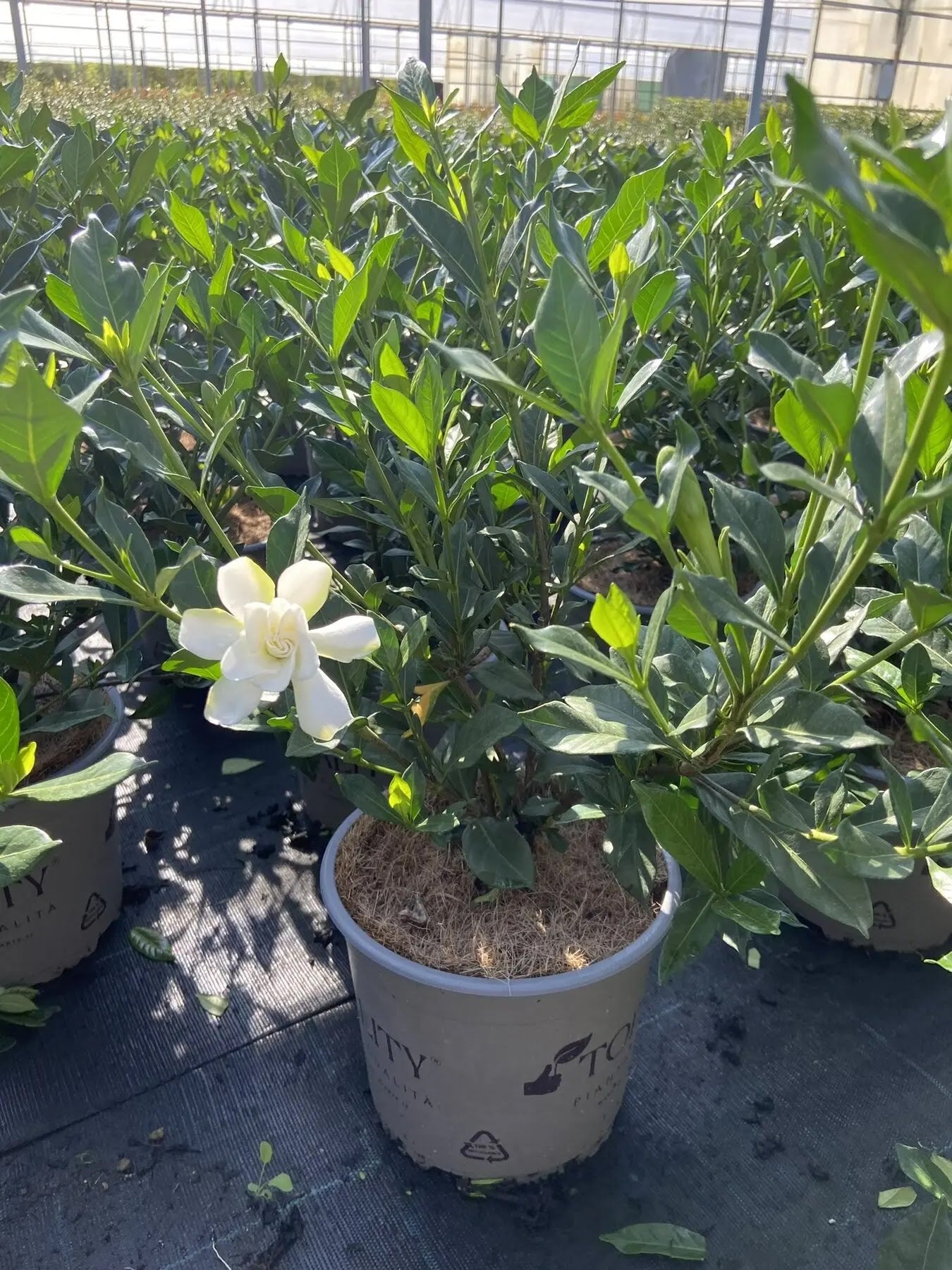 Dettaglio fiore doppio bianco di Gardenia 'Double Mint' con petali carnosi