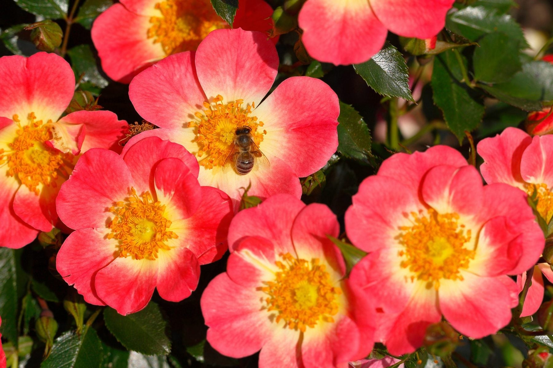 Pianta di rosa Bienenweide Bicolor con abbondante fioritura rosa-bianca e foglie verdi ornamentali