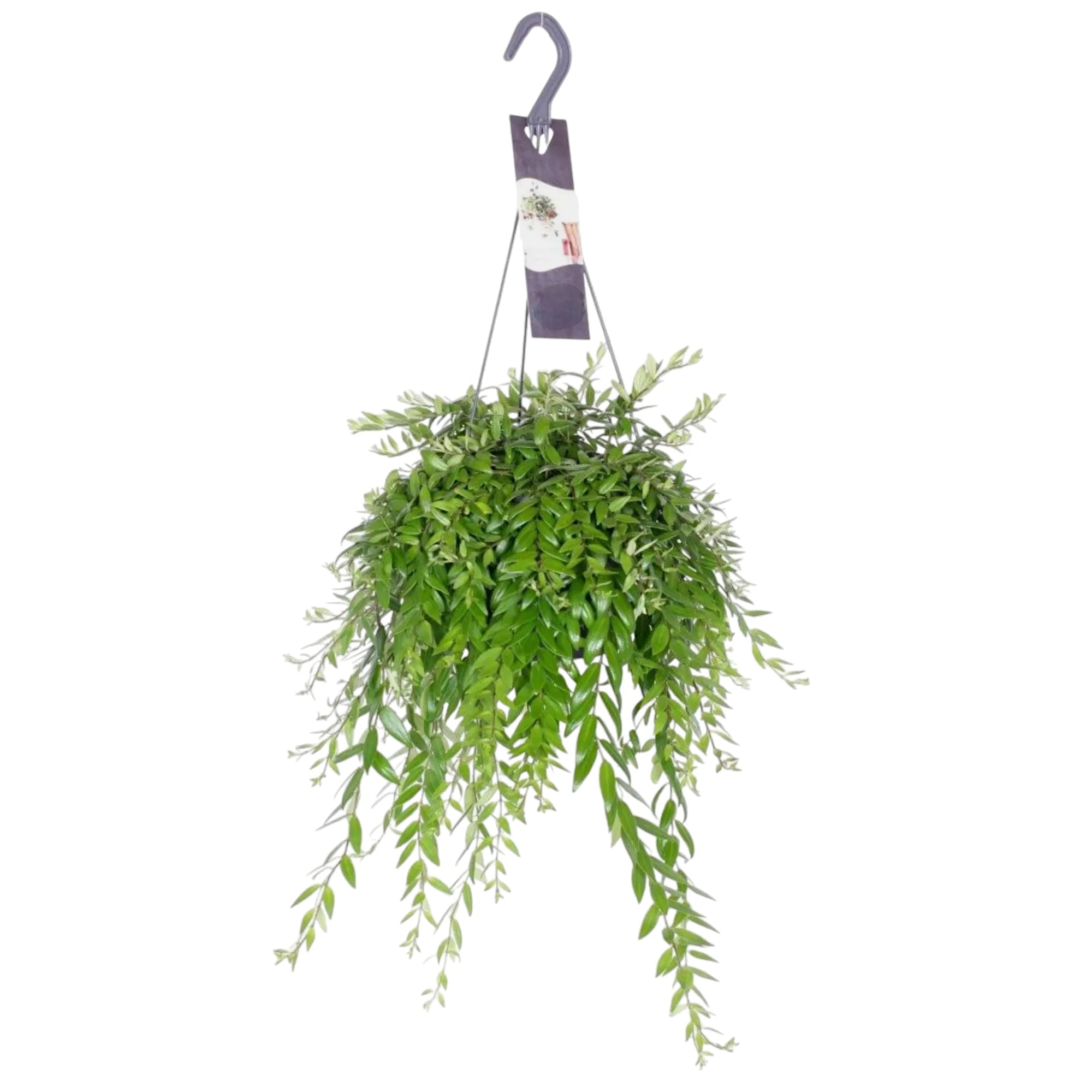 Aeschynanthus japhrolepis sfondo bianco
