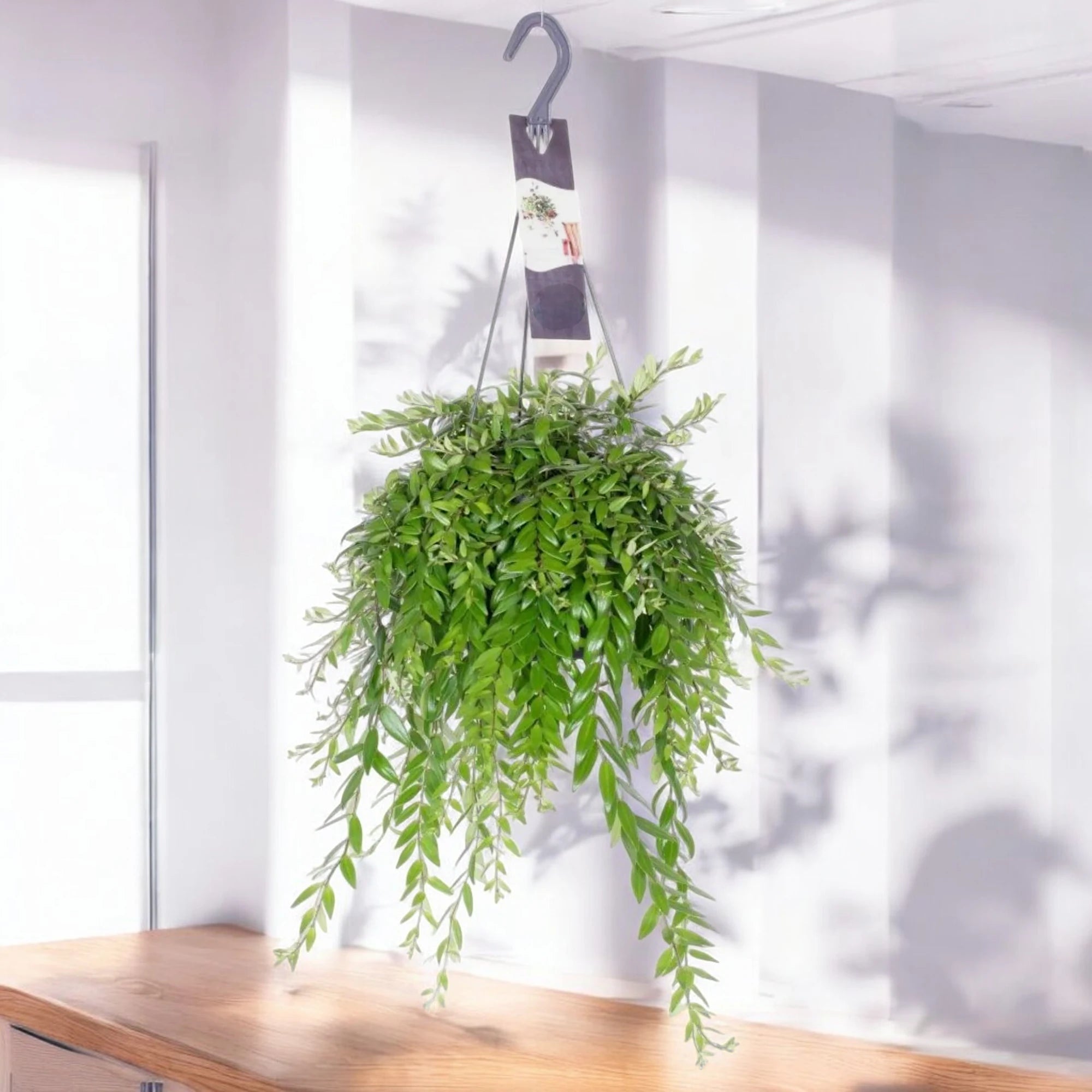 Aeschynanthus japhrolepis in casa