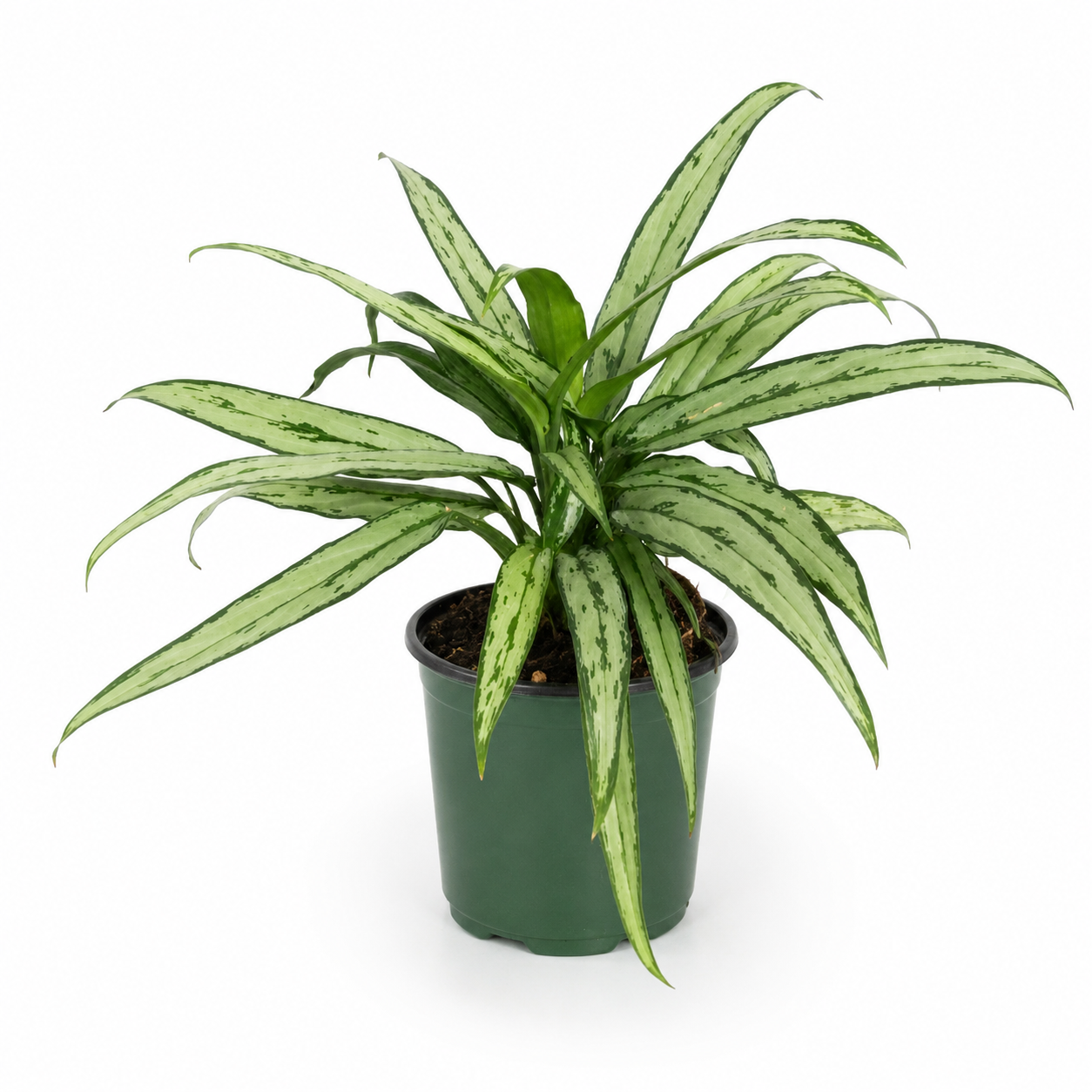 Aglaonema Cutlass con foglie variegate