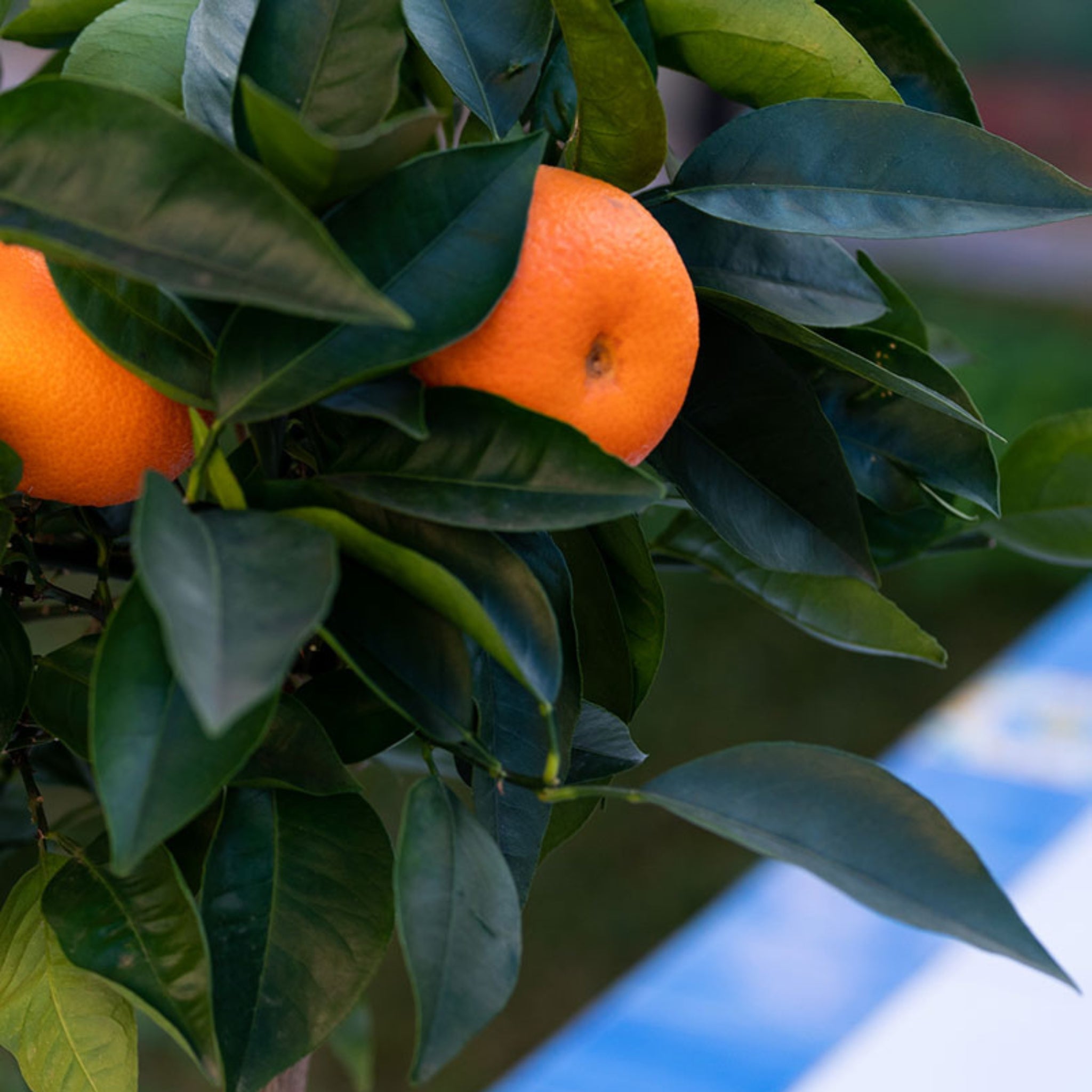 Primo piano di frutti di arancio Tarocco con scorza arancione intensa e brillante