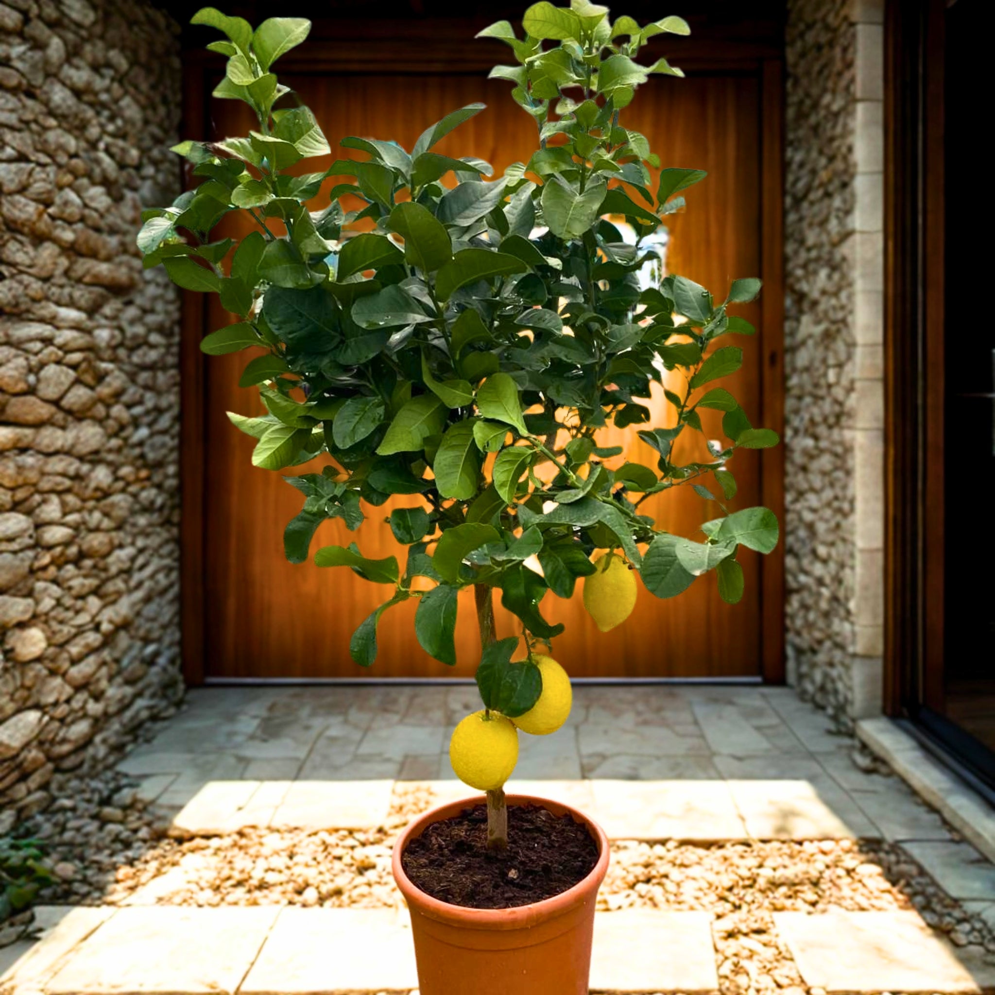Limone Femminello con frutti maturi e fogliame verde intenso in vaso da giardino