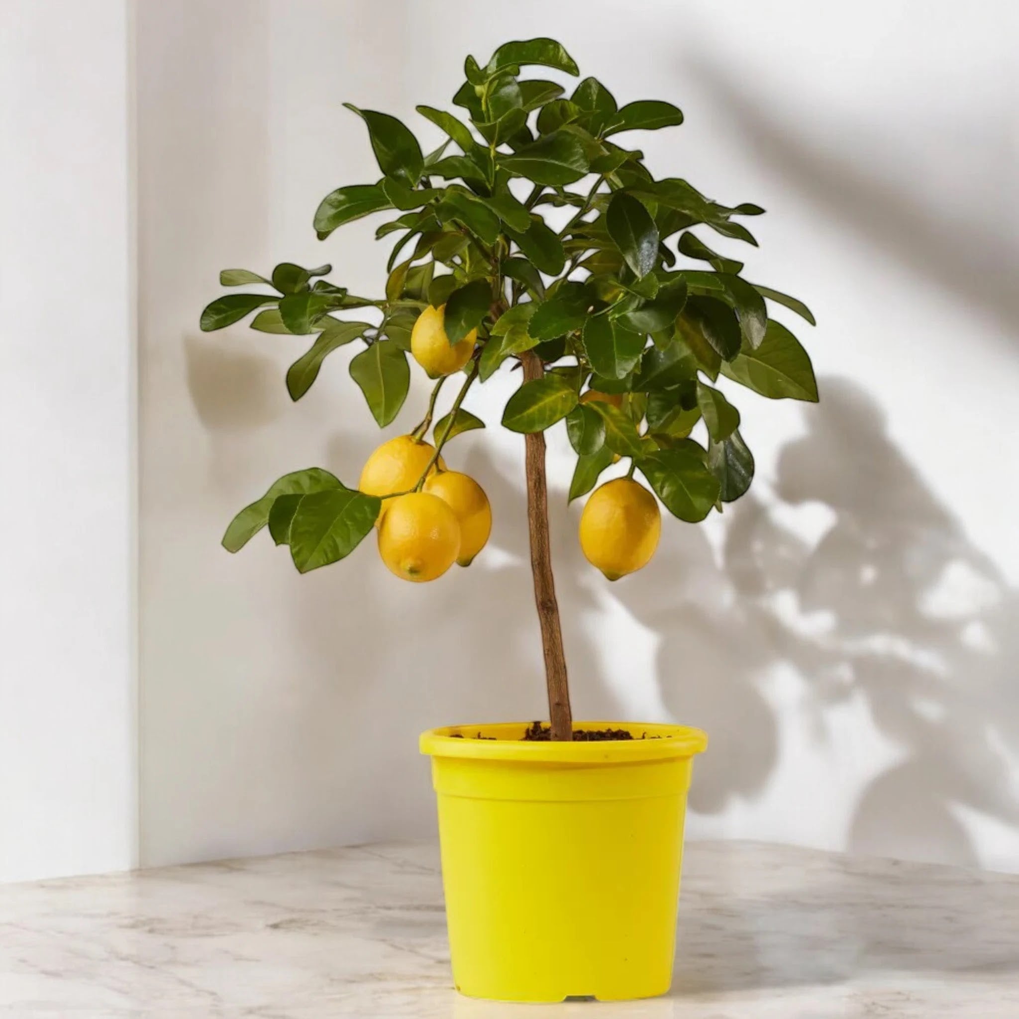 Albero di Citrus limon ‘Siracusano’